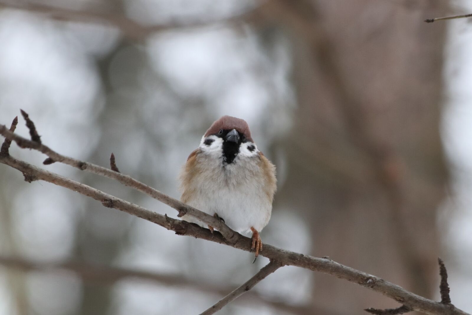 Canon EOS 77D (EOS 9000D / EOS 770D) + Canon EF 70-300mm F4-5.6 IS USM sample photo. Living nature, bird, nature photography