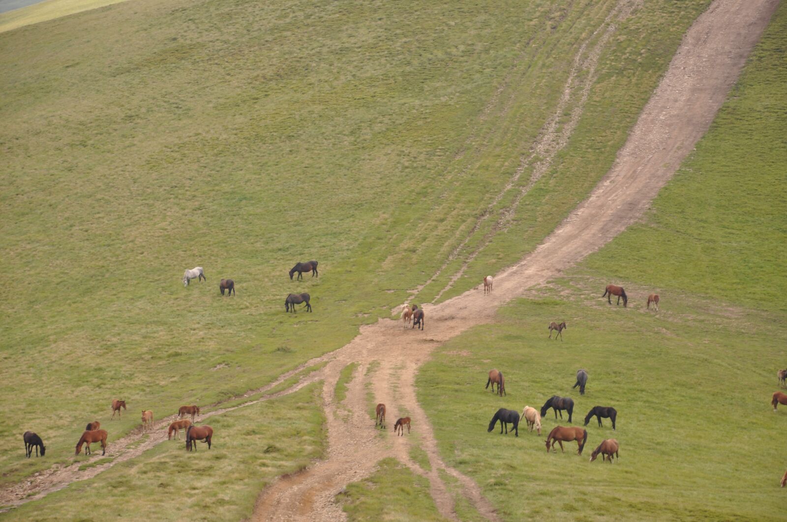 Nikon D90 sample photo. Mountains, horse, landscape photography
