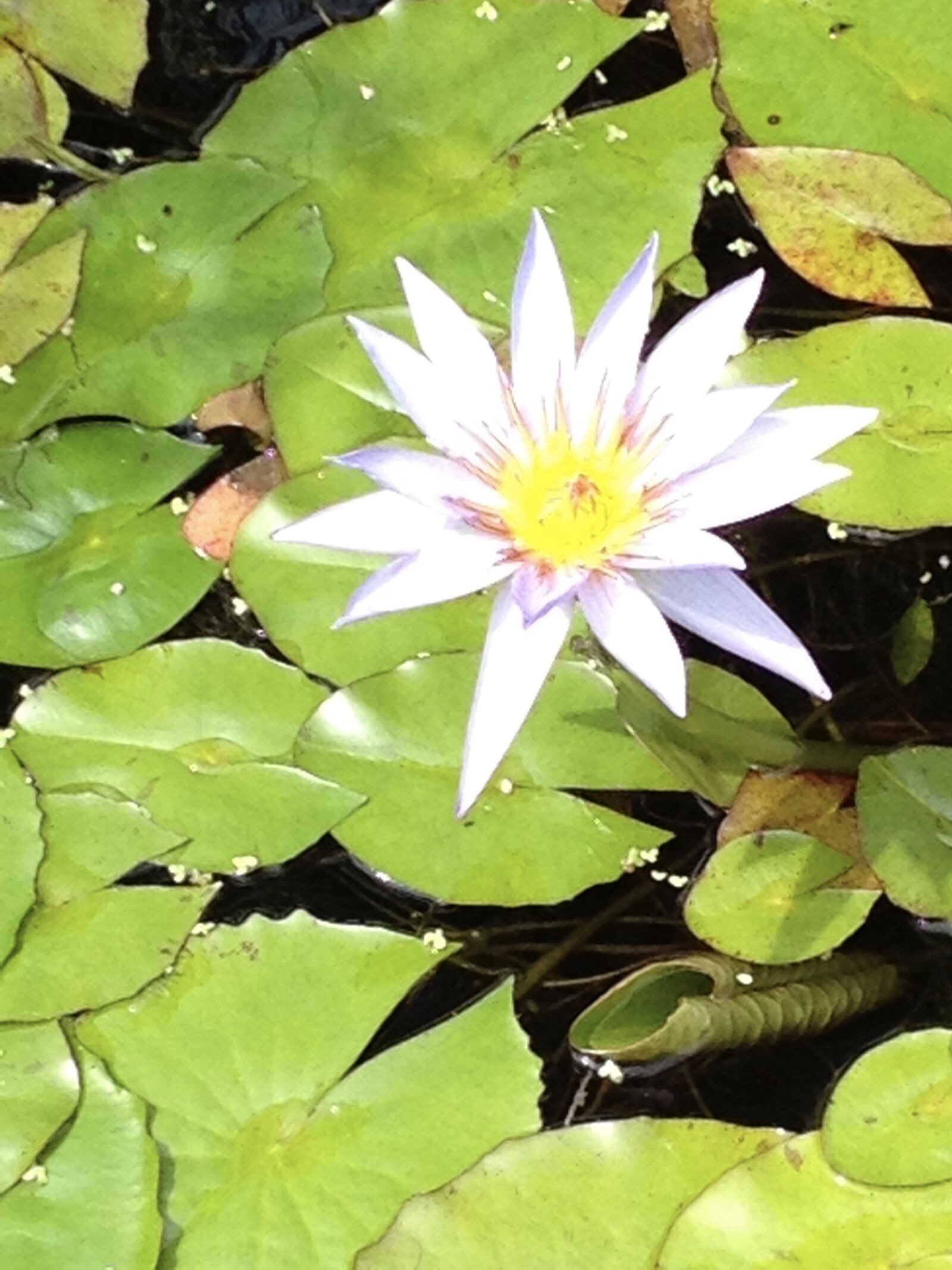 iPhone 4S back camera 4.28mm f/2.4 sample photo. Flower, garden, botany photography