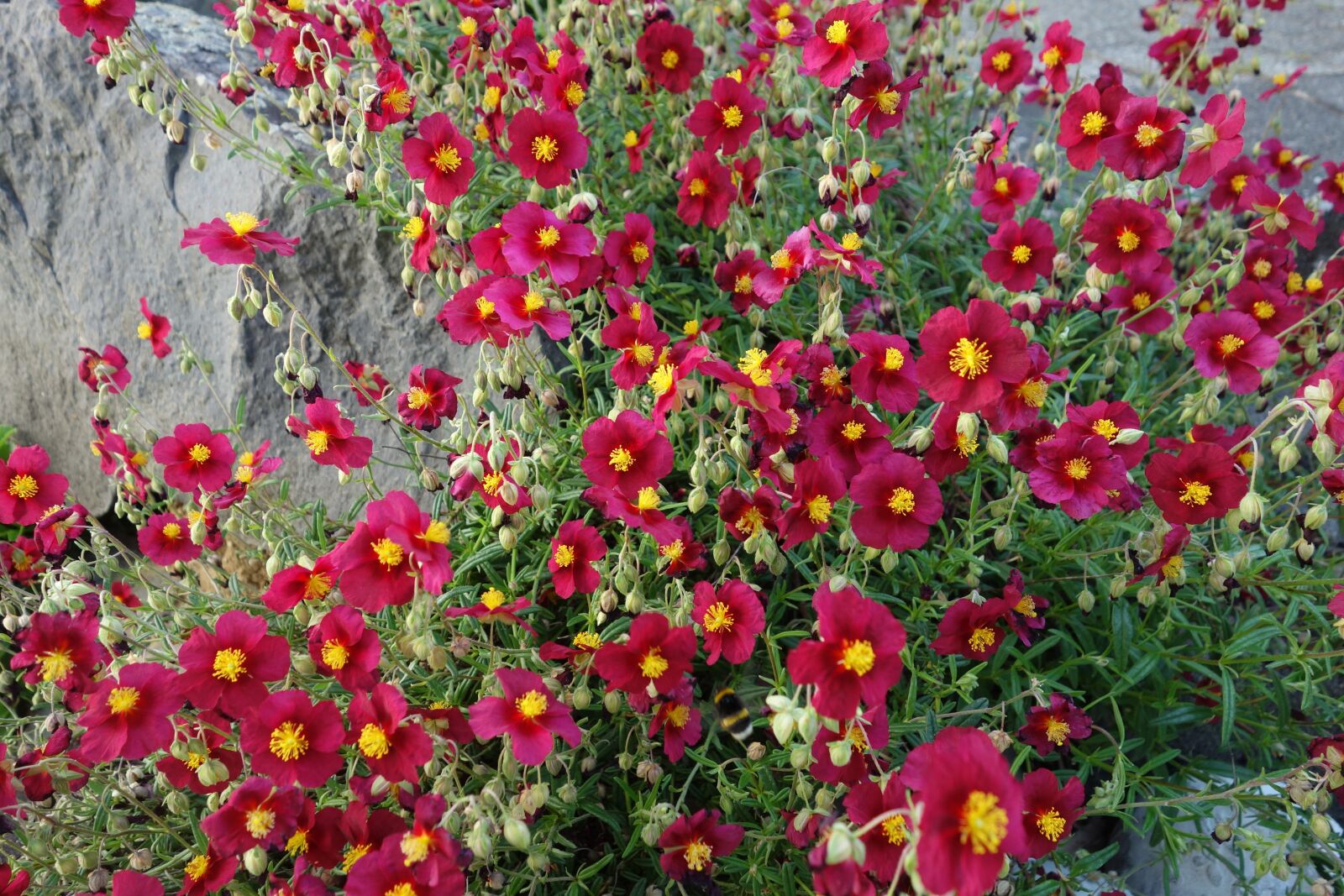 Sony Cyber-shot DSC-RX100 sample photo. Stone crop, red, plant photography