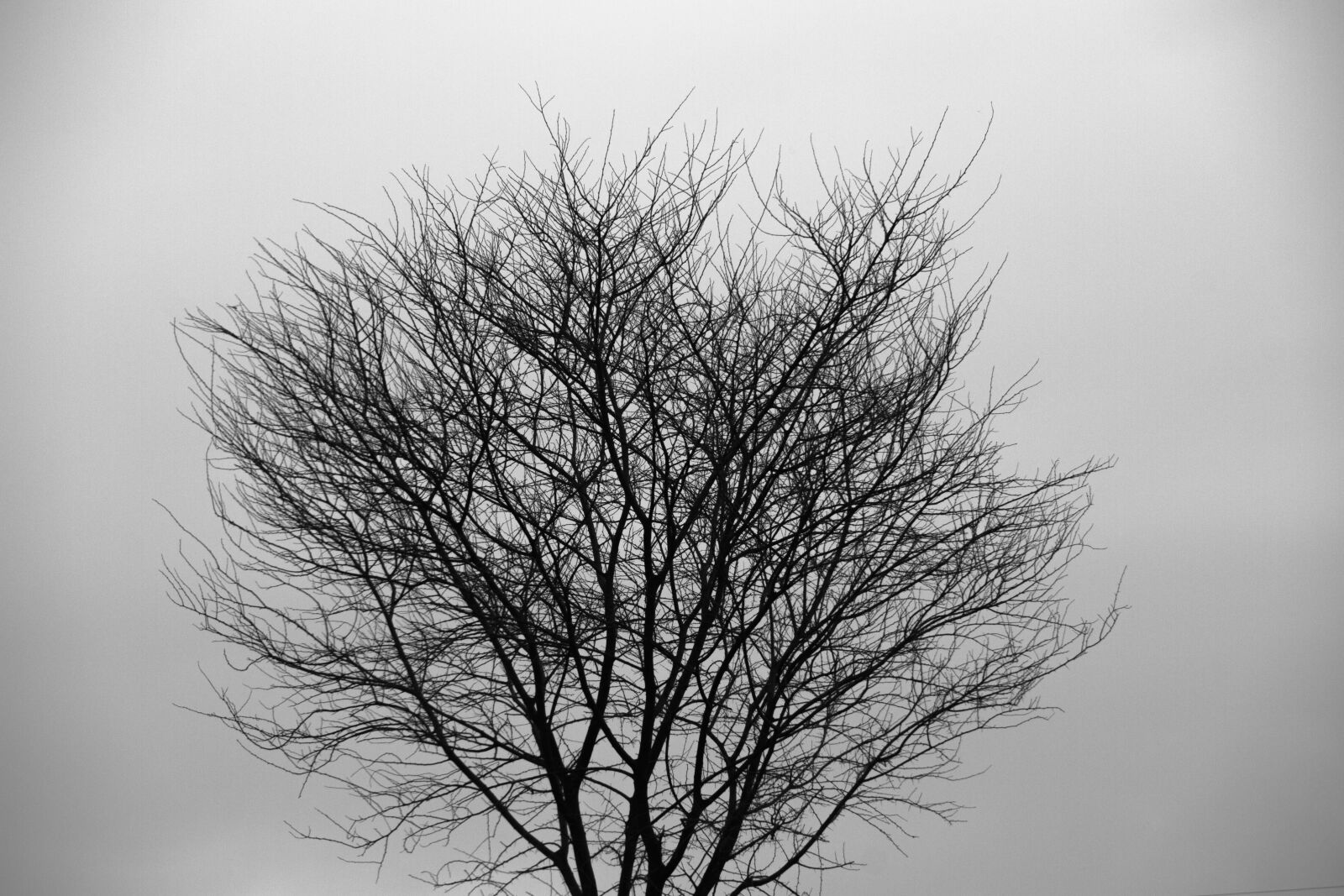 Canon EOS 7D sample photo. Tree, silhouette, tree silhouette photography