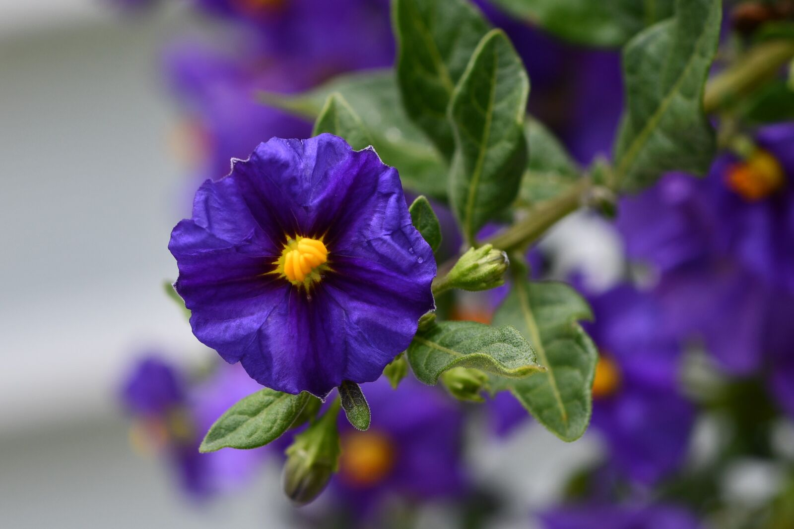Nikon D7500 sample photo. Flowers, nature, garden photography