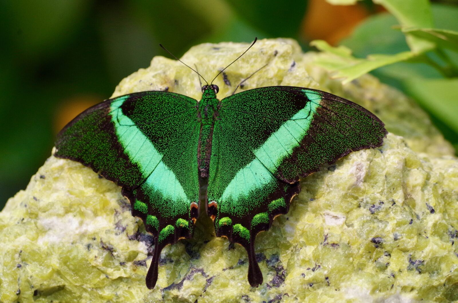 Pentax K-30 sample photo. Butterfly, animal, insect photography