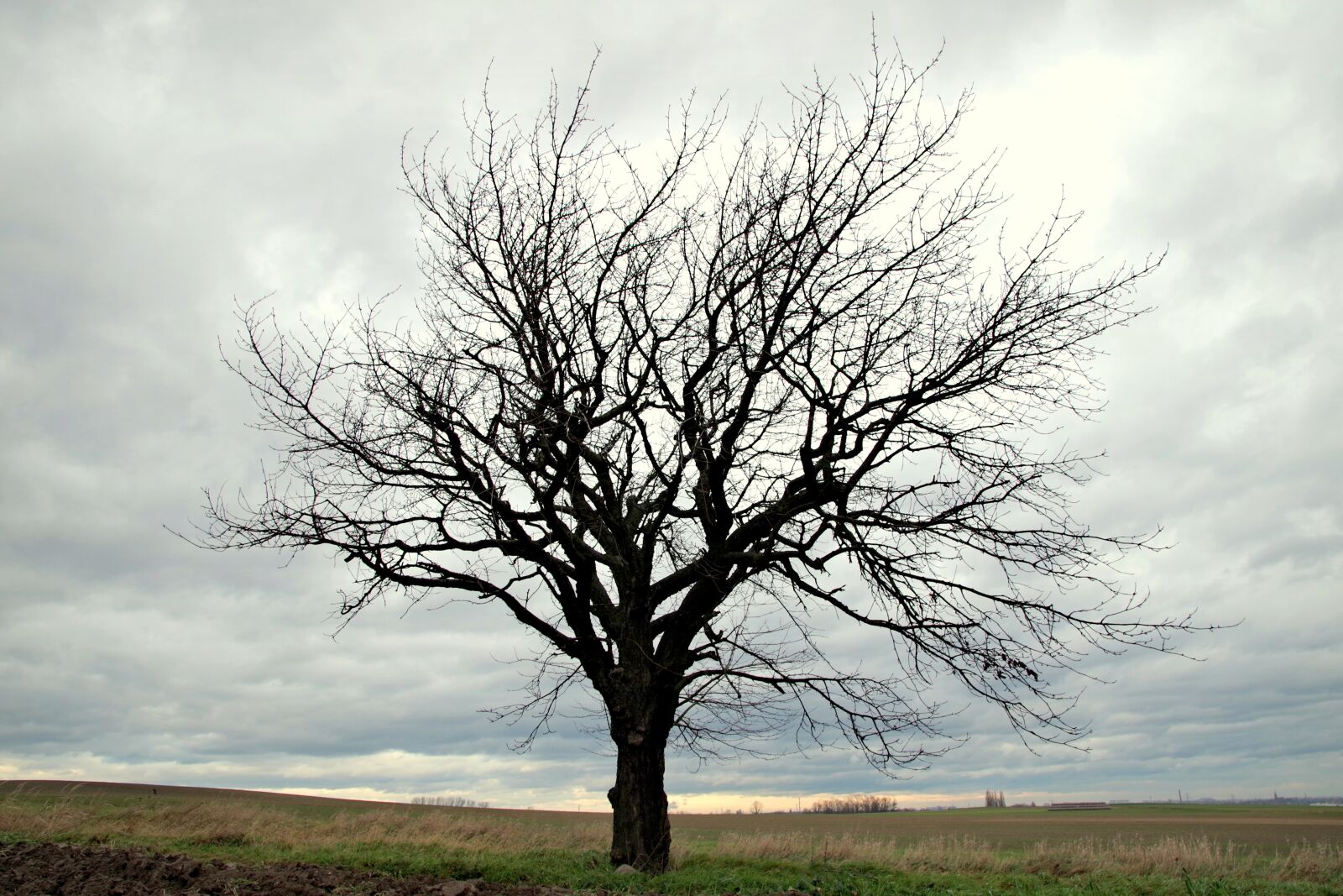 Pentax K-S2 sample photo. Tree, field, lone tree photography