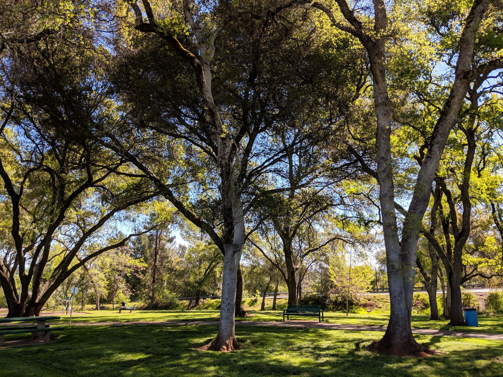 Google Pixel 2 sample photo. Big trees, park, nature photography