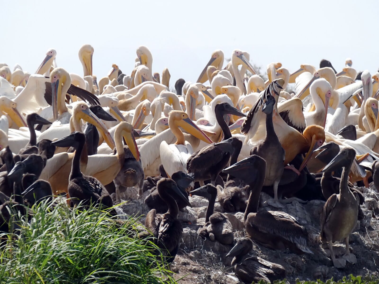 Panasonic Lumix DC-FZ80 (Lumix DC-FZ82) sample photo. Senegal, pelicans, sanctuary photography