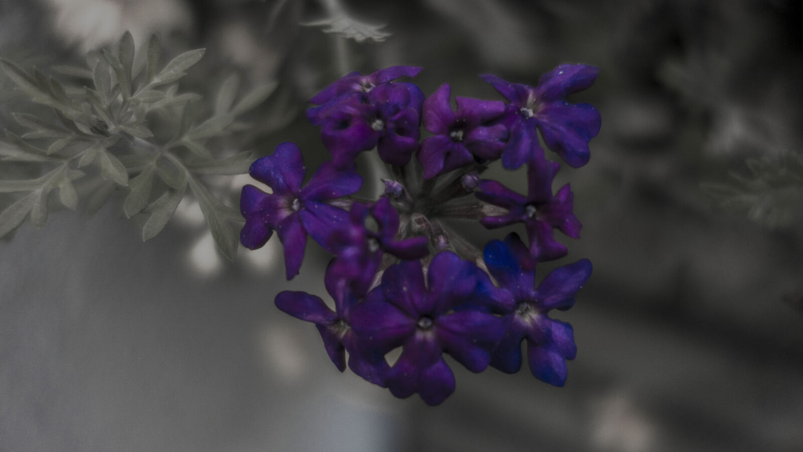Sony Cyber-shot DSC-RX100 sample photo. Color, pass, dof, flower photography