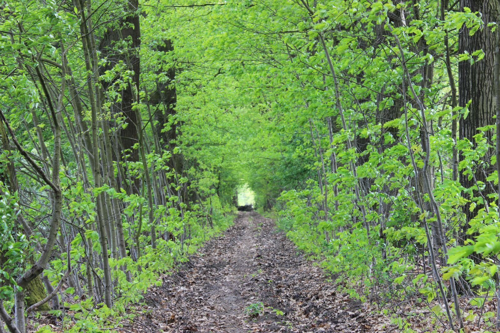 Canon EOS 600D (Rebel EOS T3i / EOS Kiss X5) sample photo. Green, spring photography