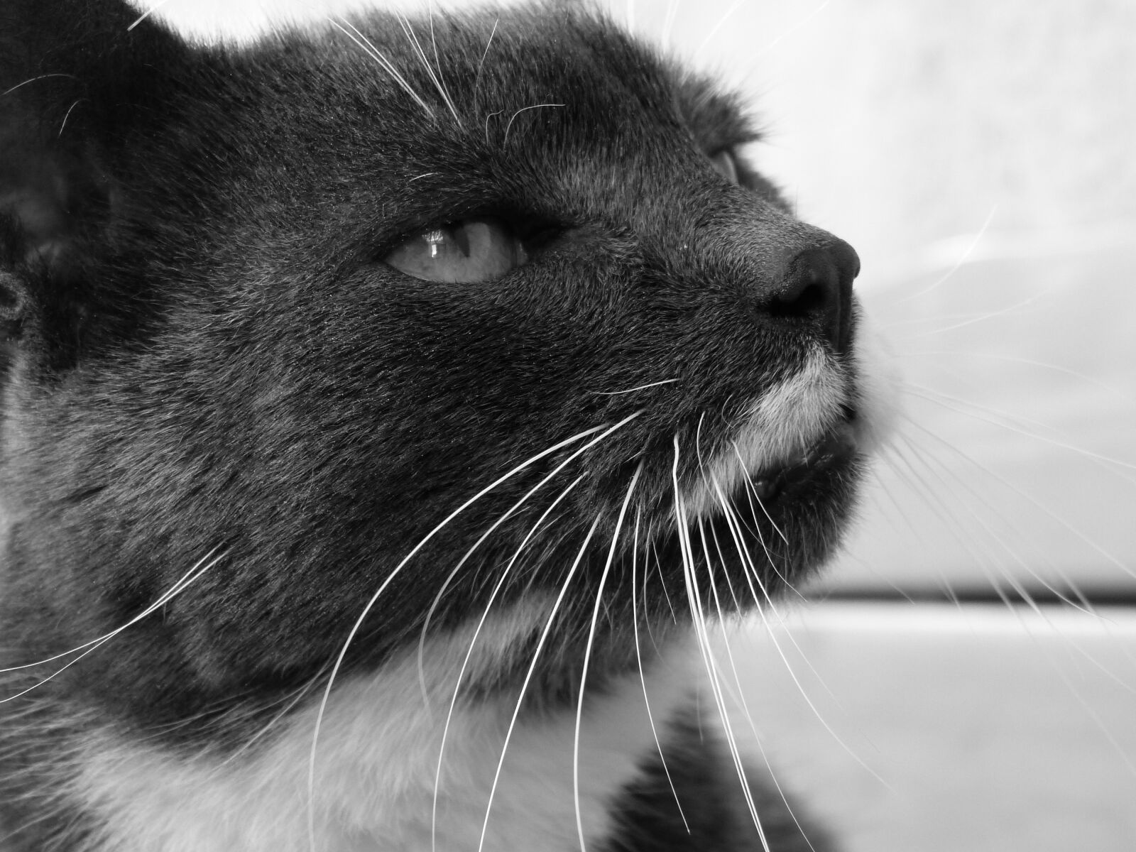 Panasonic Lumix DMC-FZ150 sample photo. Cat, black and white photography