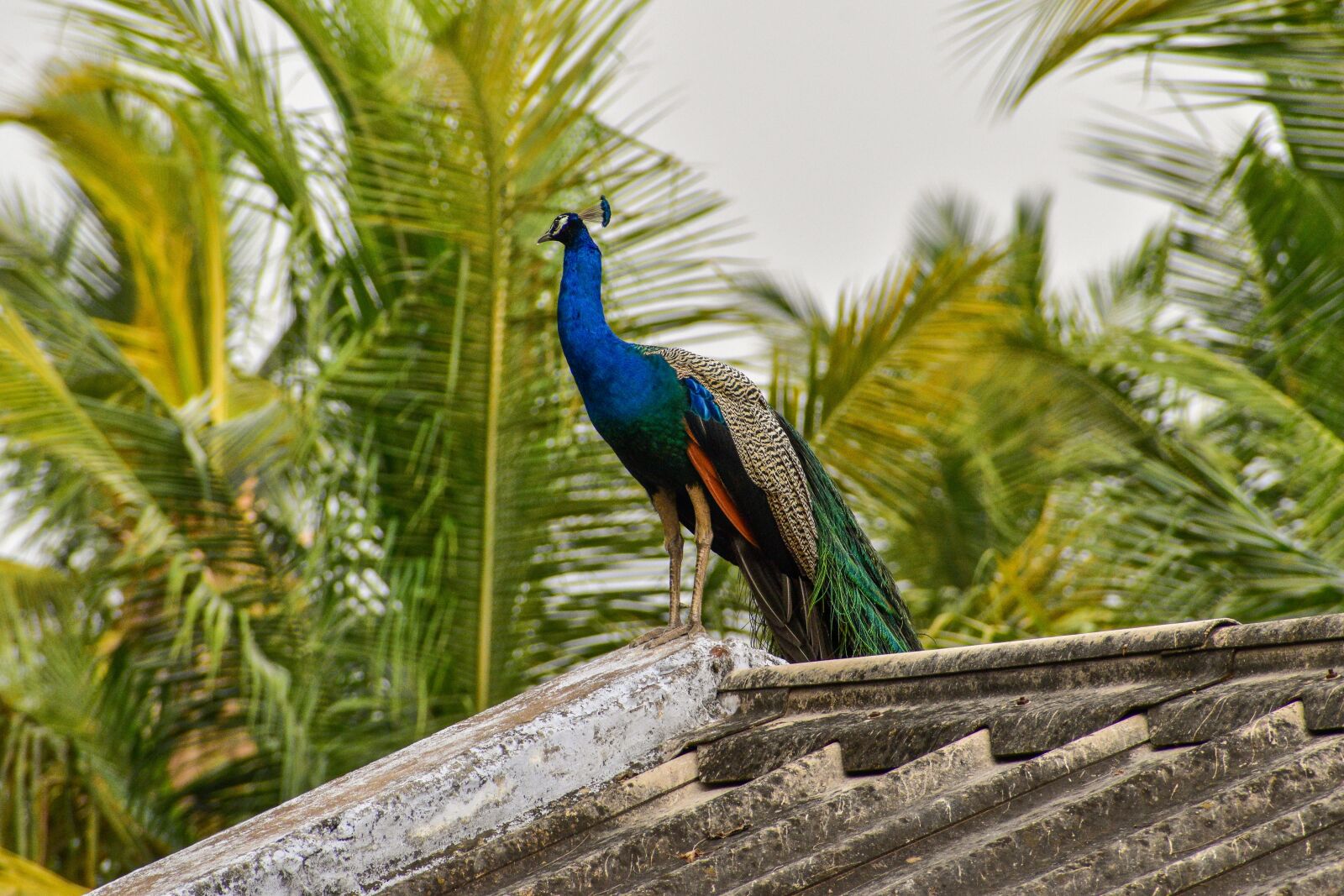 Nikon D3500 sample photo. Peacock, national bird, india photography