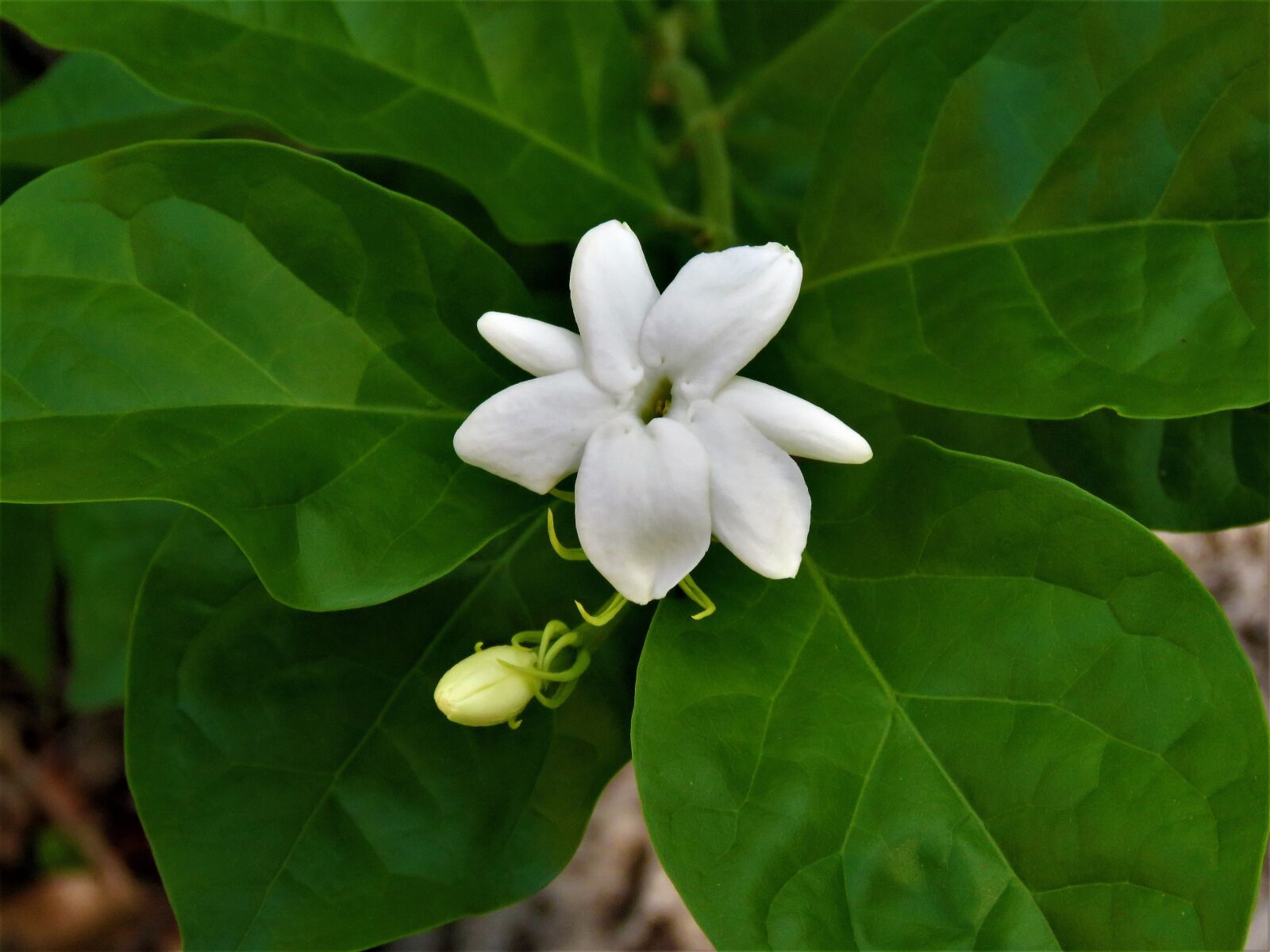 Canon PowerShot SX60 HS sample photo. Flower, white, green vine photography