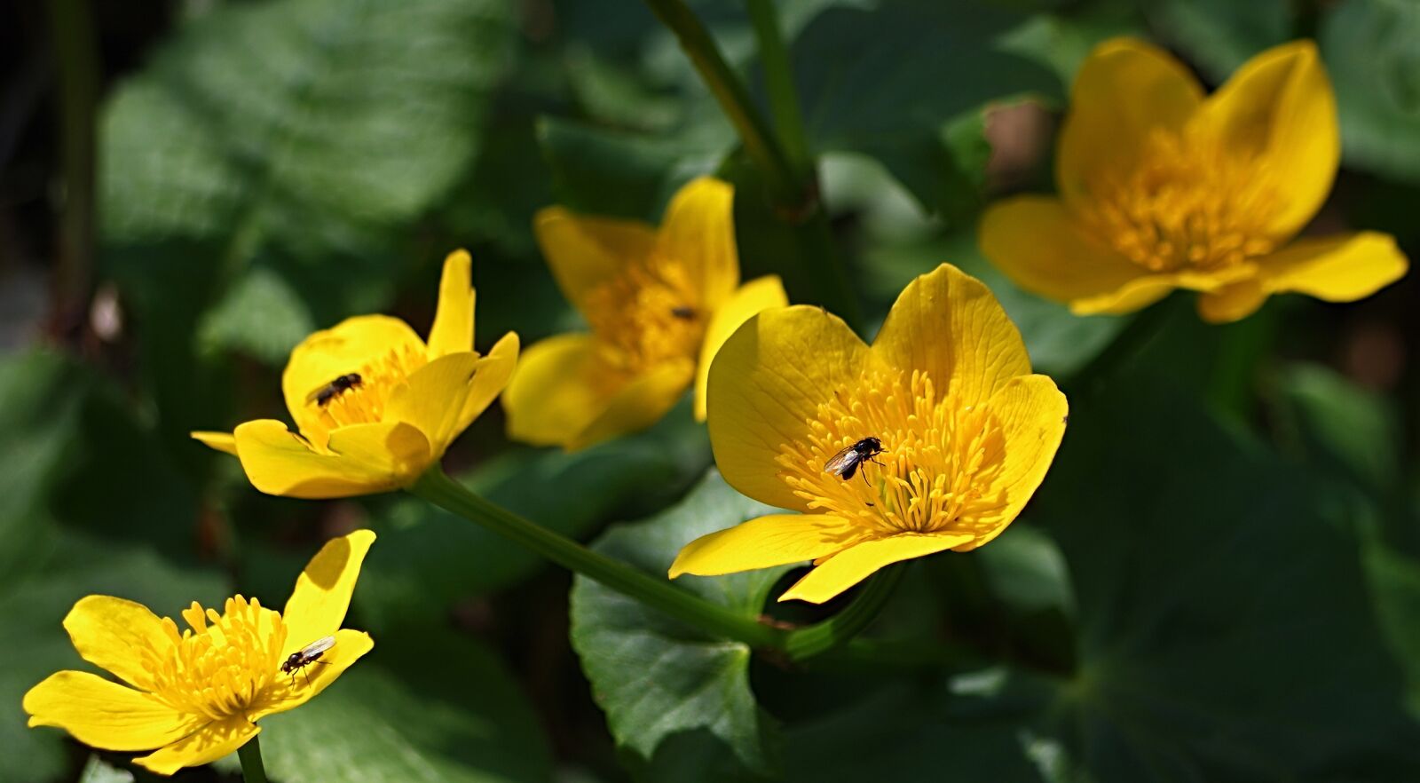 Pentax K-30 sample photo. Flower, kaczeniec, spring photography