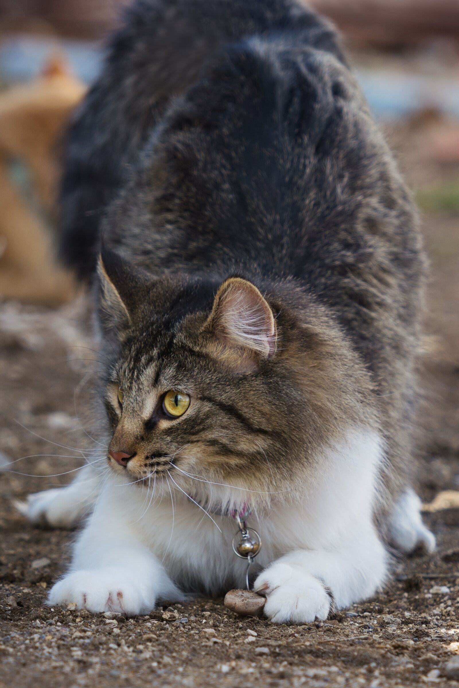Nikon D7200 sample photo. Cute, mammal, animal photography