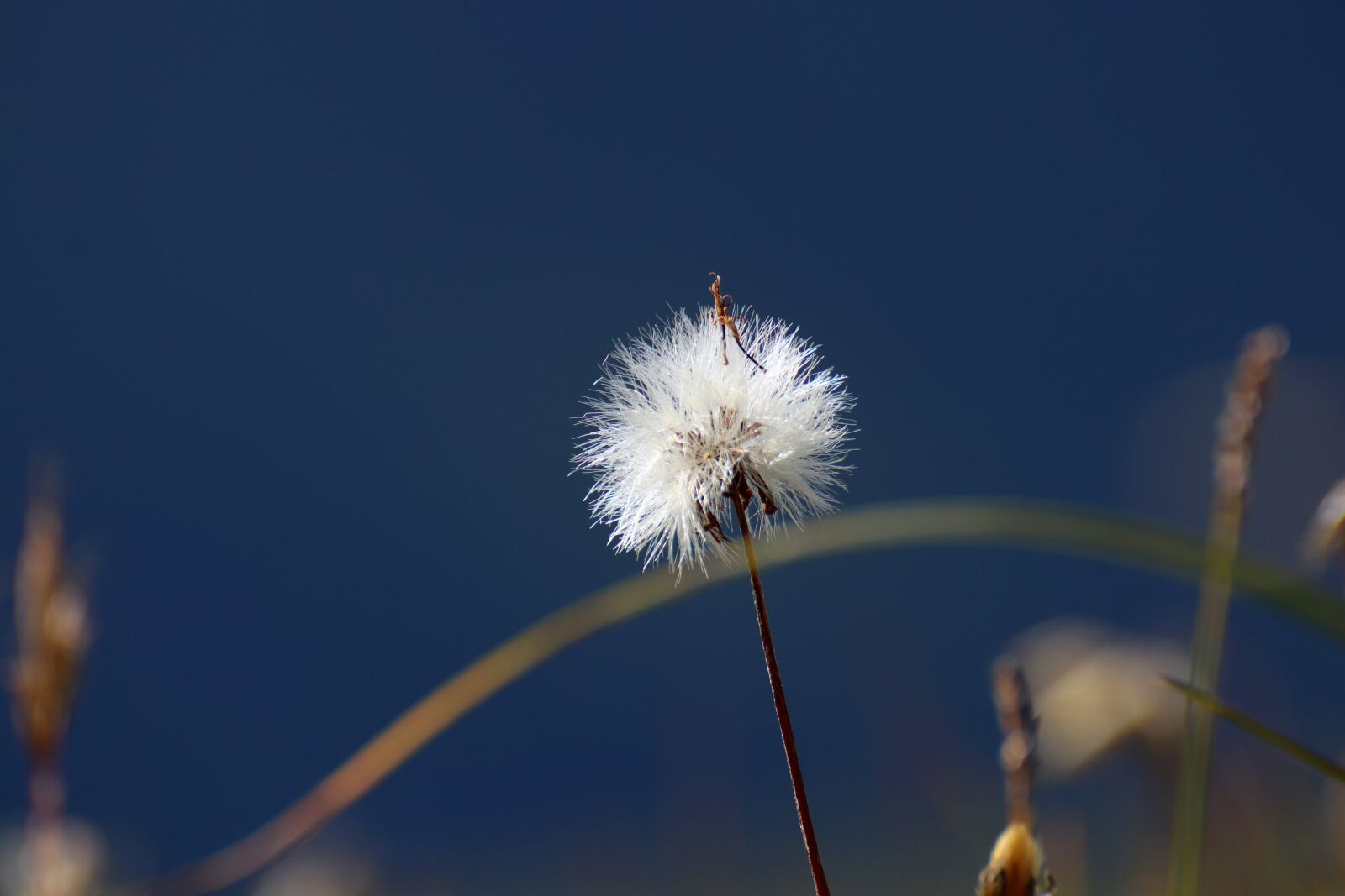 Canon EOS 80D sample photo. Macro, dandelion, detail photography