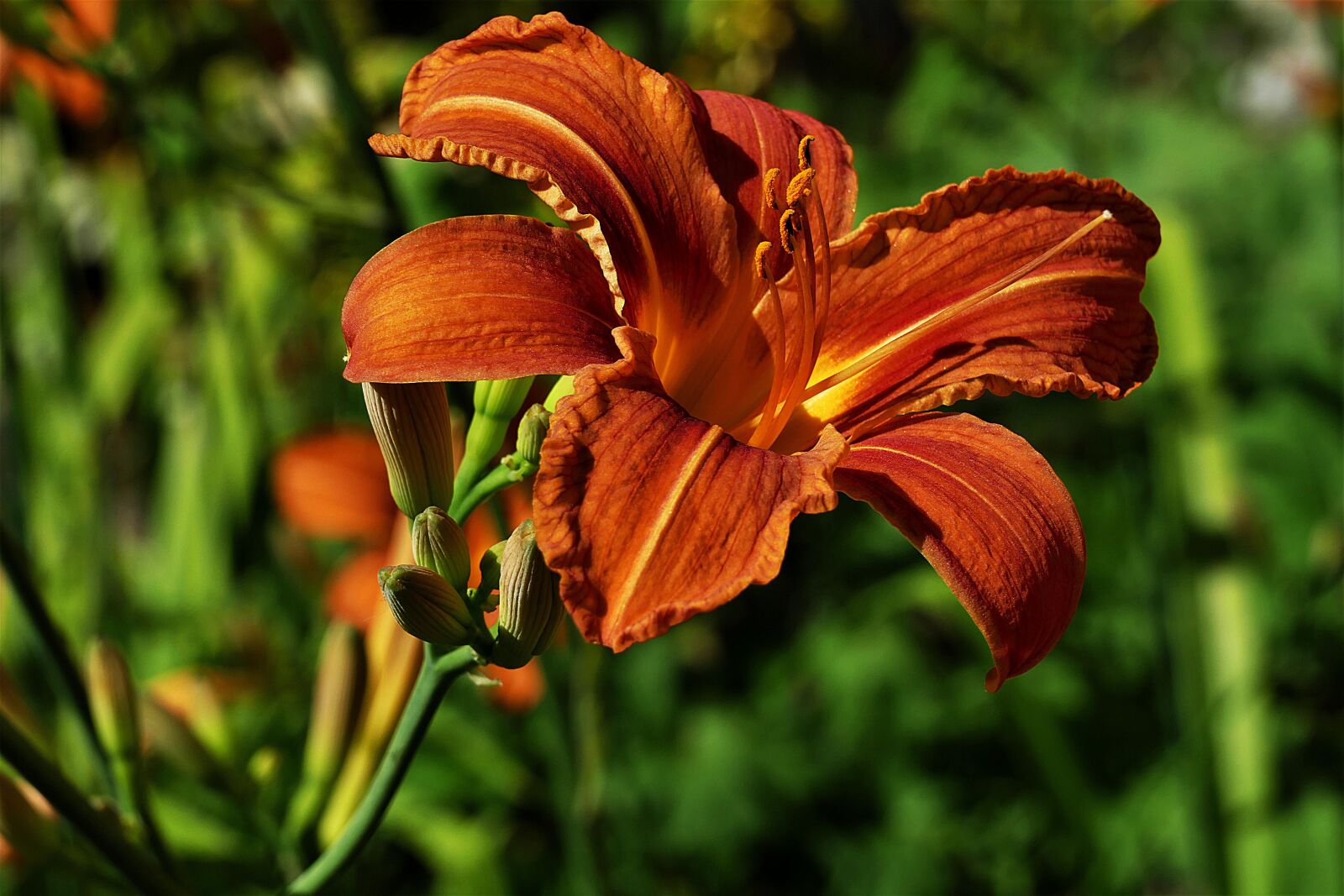 Panasonic Lumix DMC-FZ1000 sample photo. Flower, lily, petals photography