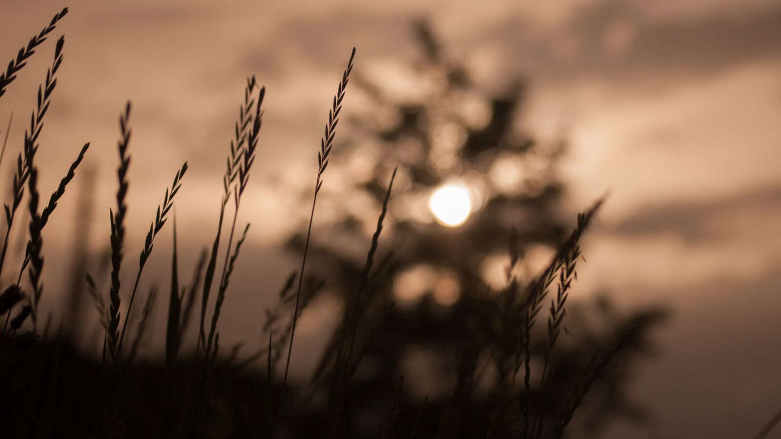 Canon EOS 30D sample photo. Grain, wheat, summer photography