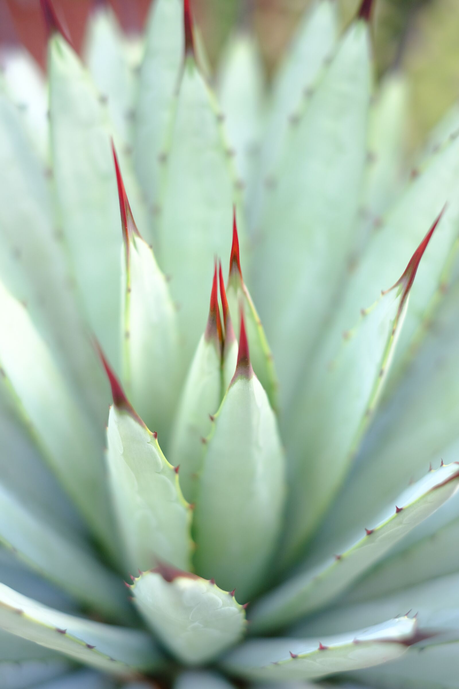 Fujifilm X-T2 + Fujifilm XF 35mm F1.4 R sample photo. Spur, cactus, plant photography