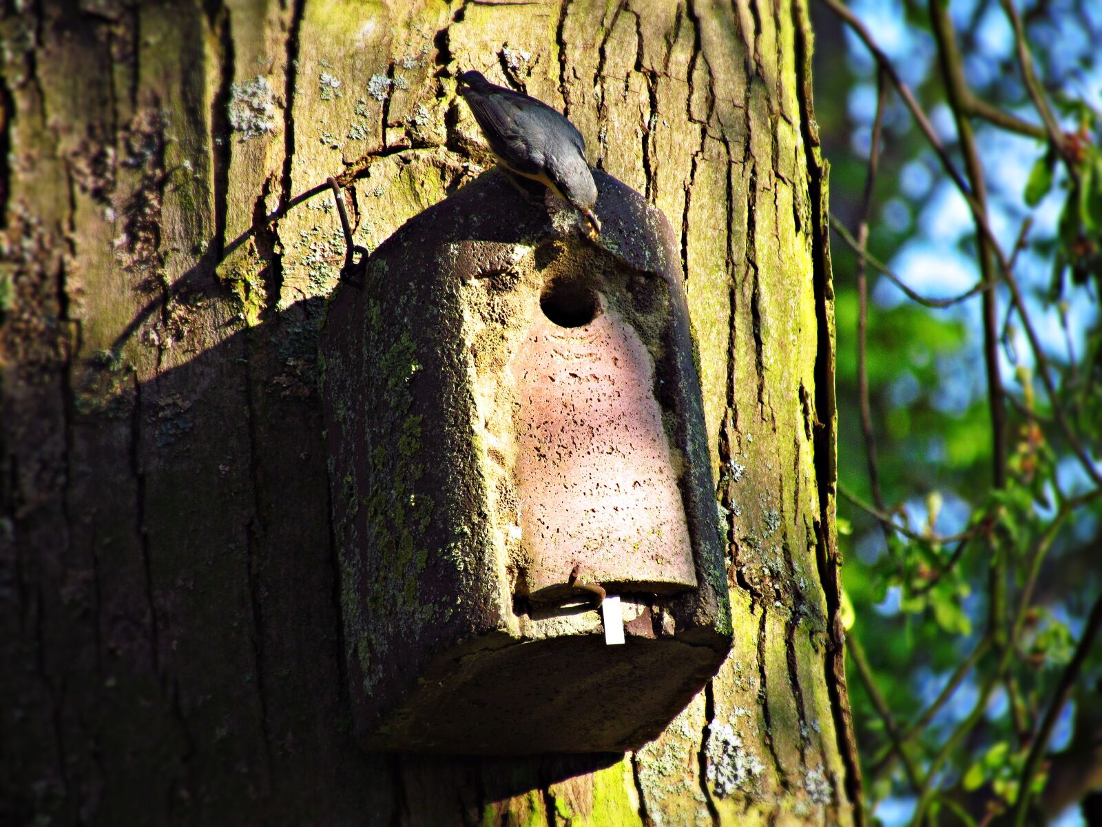 Canon PowerShot SX30 IS sample photo. Bird, shed, lęg photography