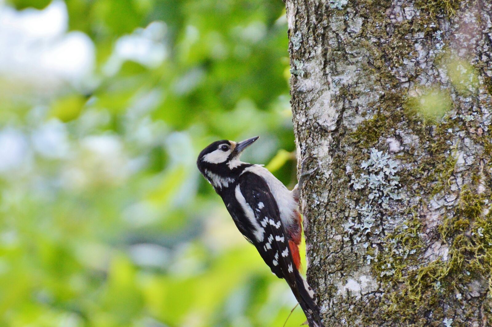 Nikon D3200 sample photo. Woodpecker, great spotted woodpecker photography