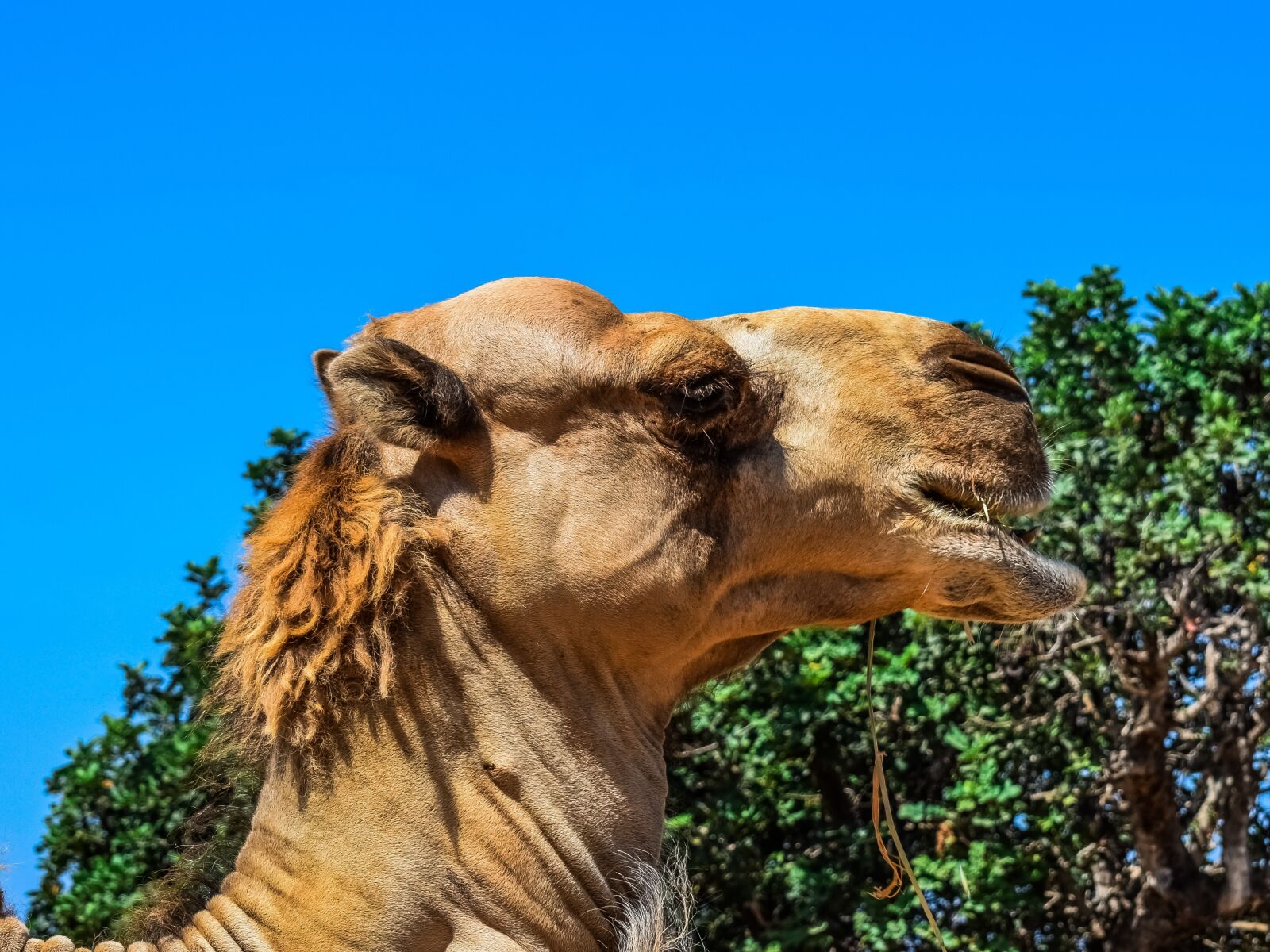 Nikon D3300 sample photo. Camel, animal, mammal photography