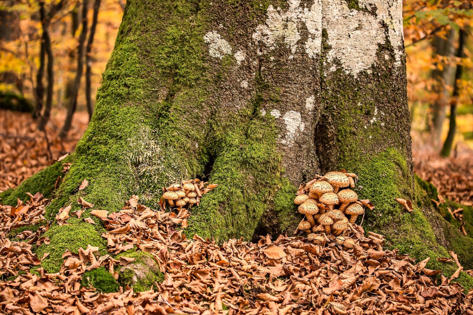 Canon EOS 650D (EOS Rebel T4i / EOS Kiss X6i) sample photo. Mushrooms, sparriger mushroom, pholiota photography