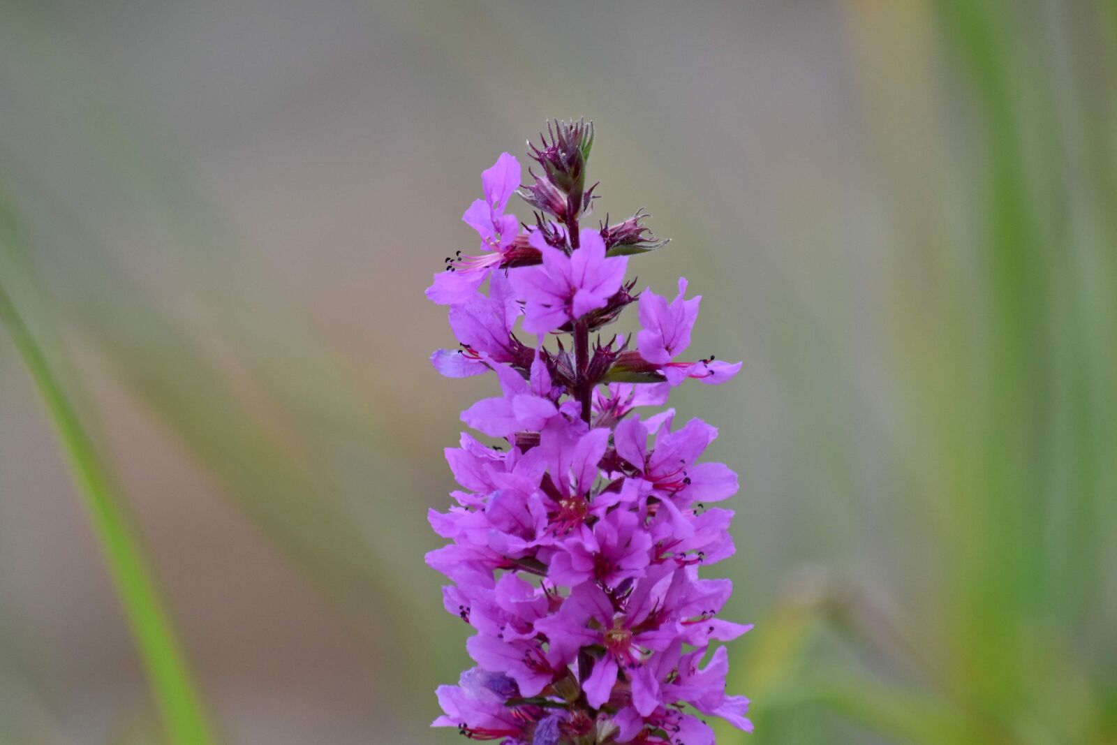 Nikon D5500 sample photo. Blurry, botany, ecology, flower photography