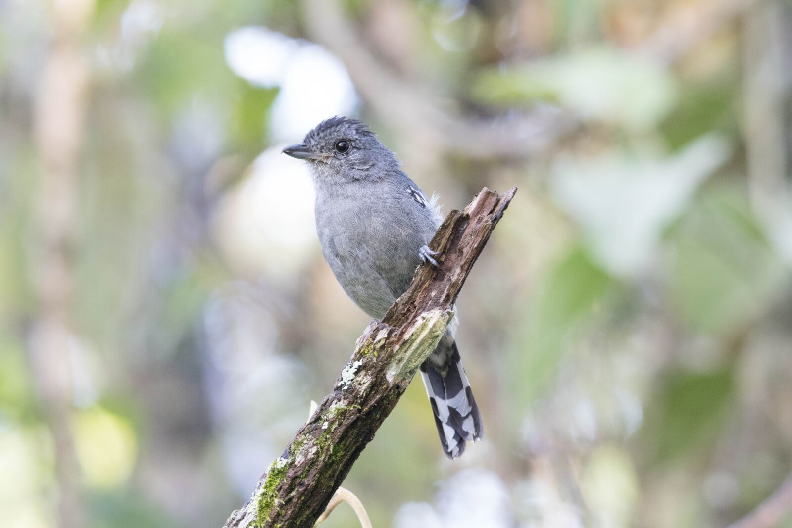Canon EOS 7D Mark II sample photo. Bird, nature, tropical birds photography