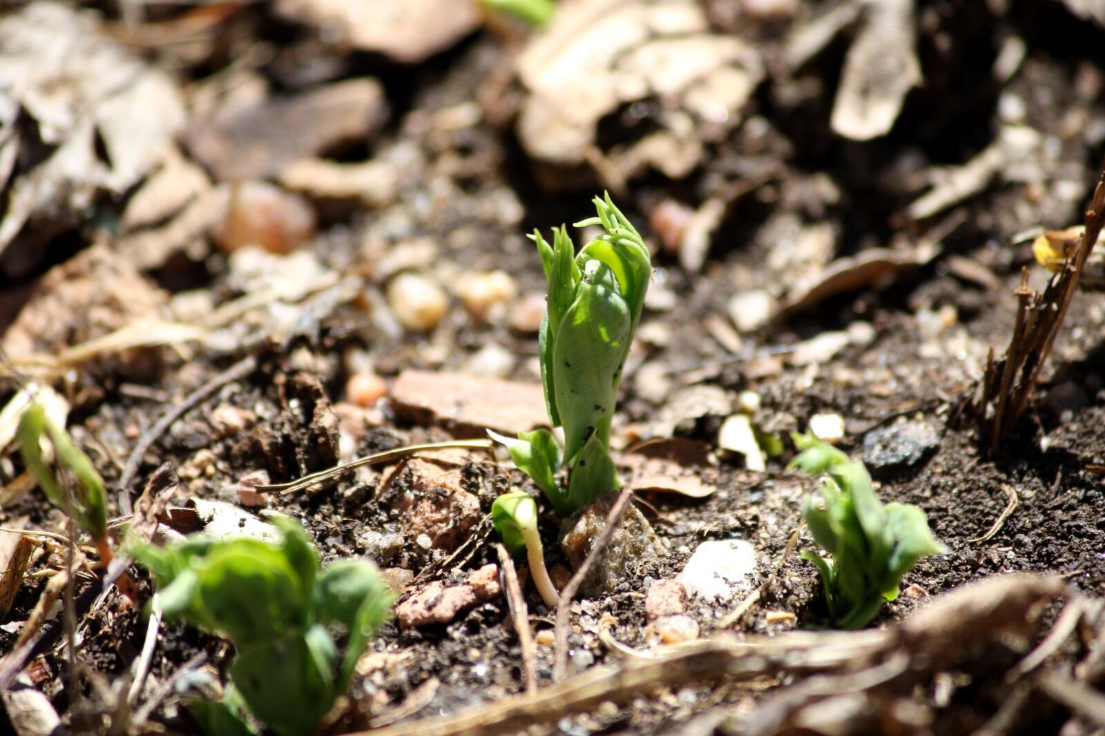 Canon EOS 1000D (EOS Digital Rebel XS / EOS Kiss F) + f/4-5.6 IS II sample photo. Pea sprouts, spring, garden photography
