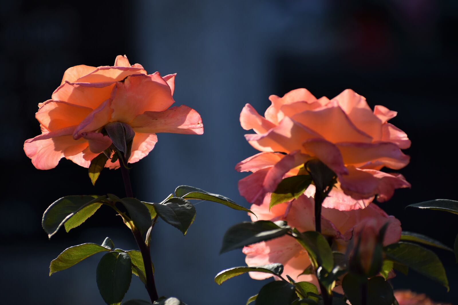 Nikon D3300 sample photo. Orange roses, blooming, blossom photography