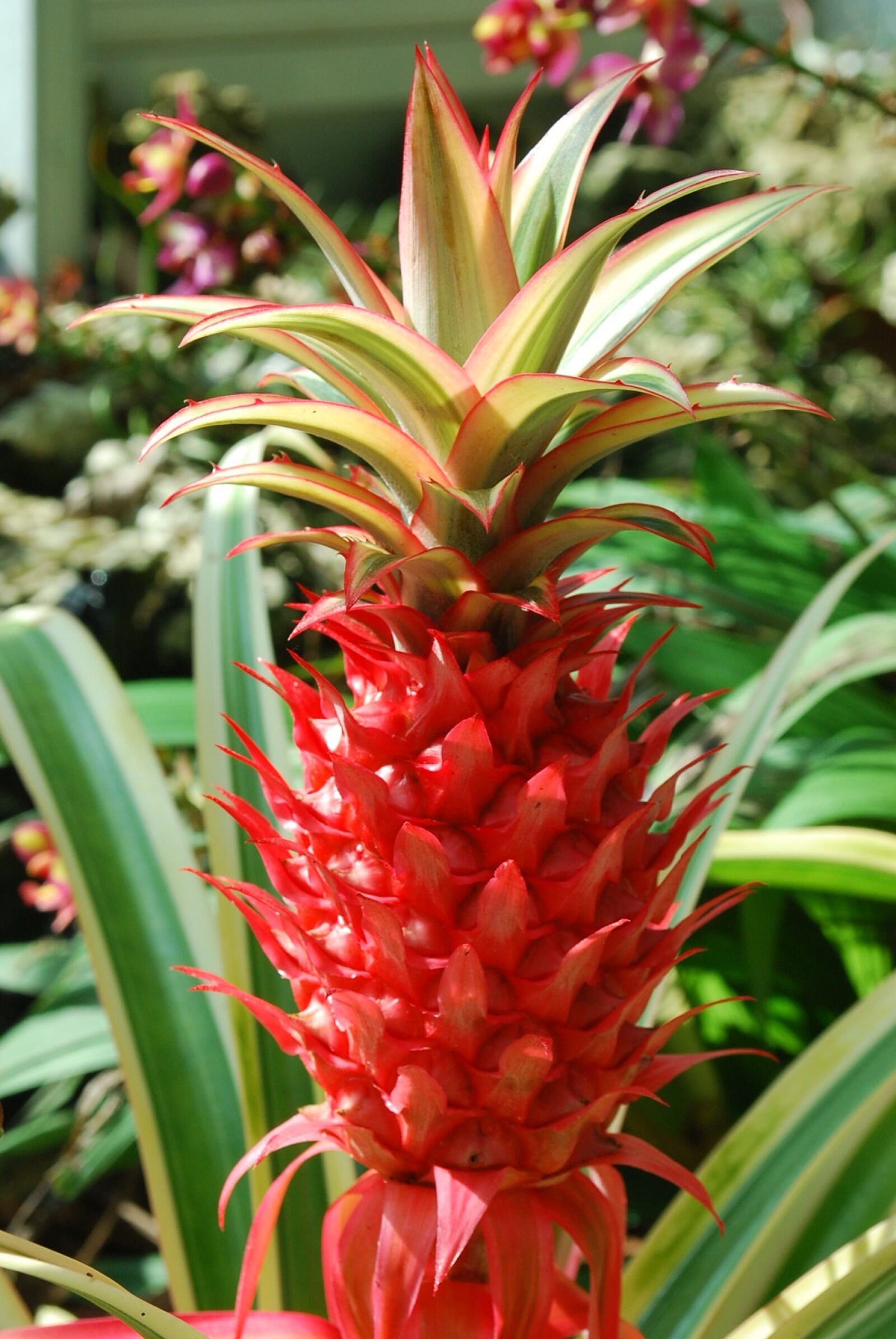 Nikon D60 sample photo. Flower, exotic, nature photography