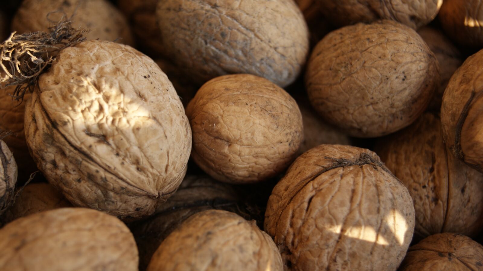 Sony Alpha DSLR-A330 sample photo. Walnut, healthy, delicious photography