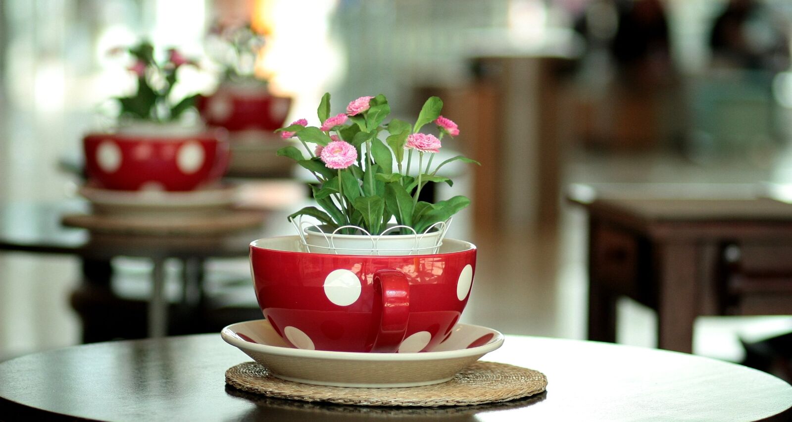 Canon EOS 450D (EOS Rebel XSi / EOS Kiss X2) sample photo. Hotchpotch, red, flowers photography