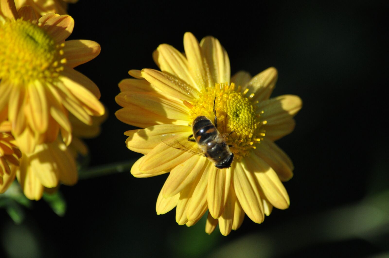 Nikon D5000 sample photo. Nature, flower, summer photography