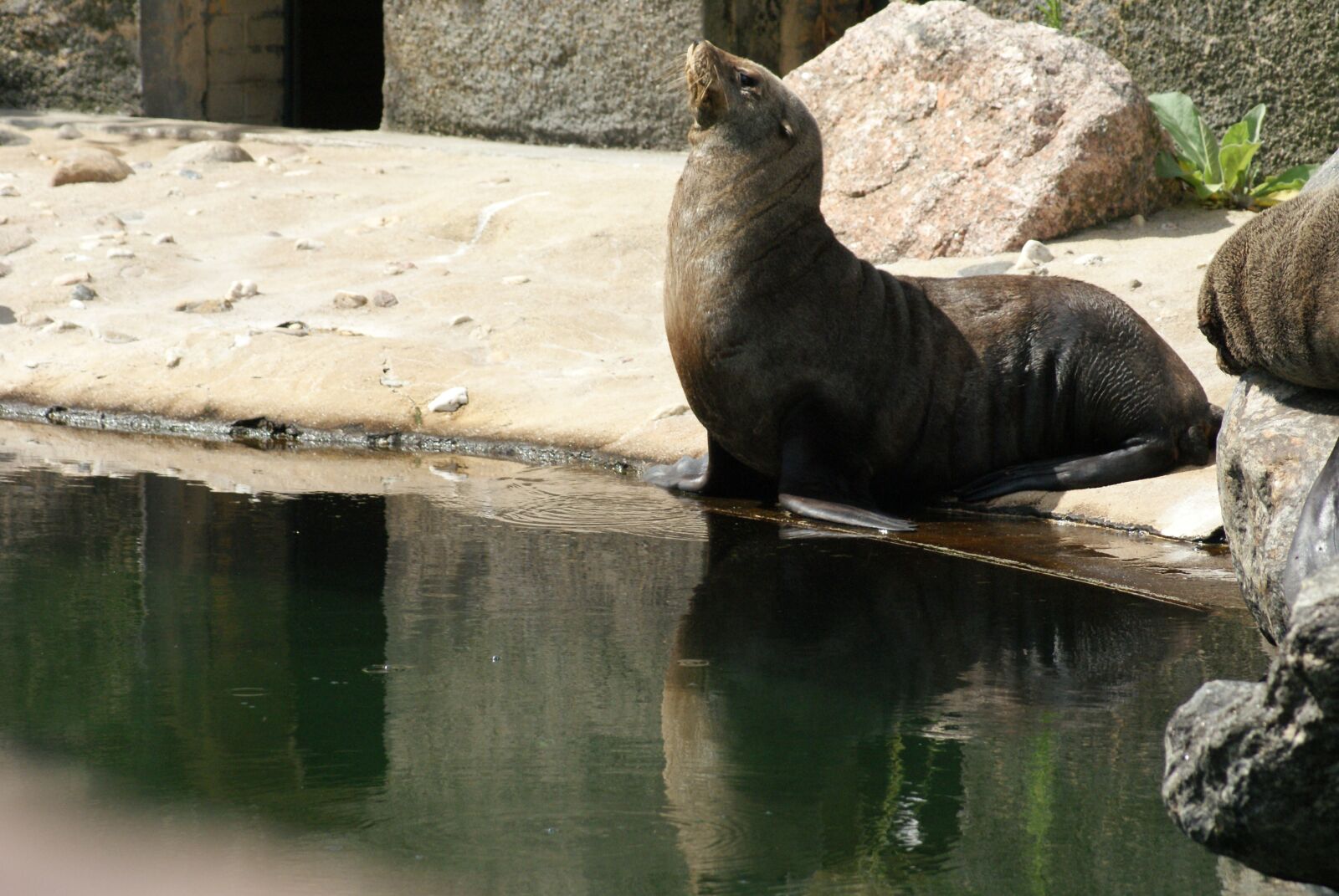 Sony Alpha DSLR-A200 sample photo. Robbe, seal, zoo photography