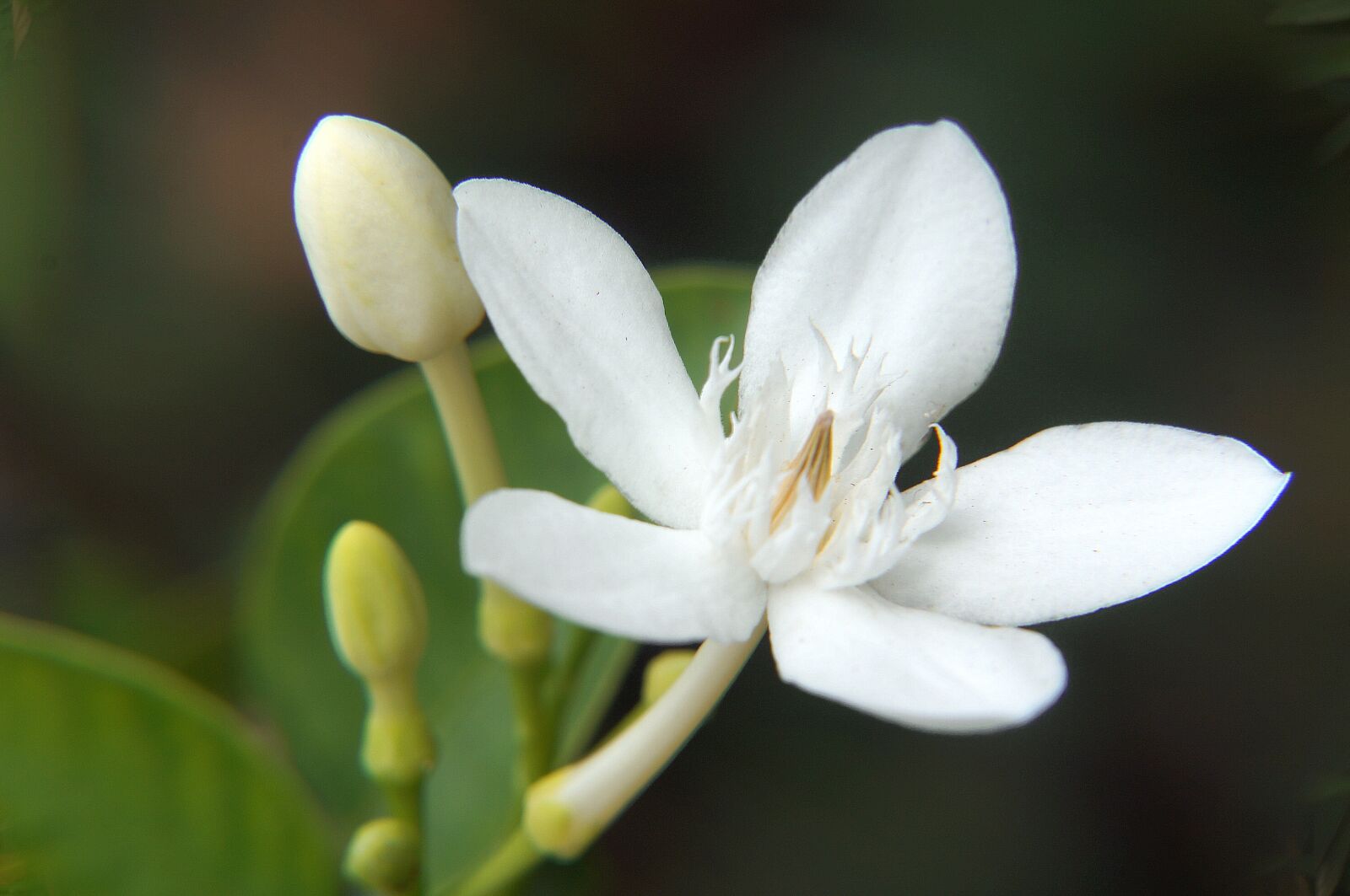 Sony Alpha NEX-F3 + Sony E 18-55mm F3.5-5.6 OSS sample photo. White apricot, flower buds photography