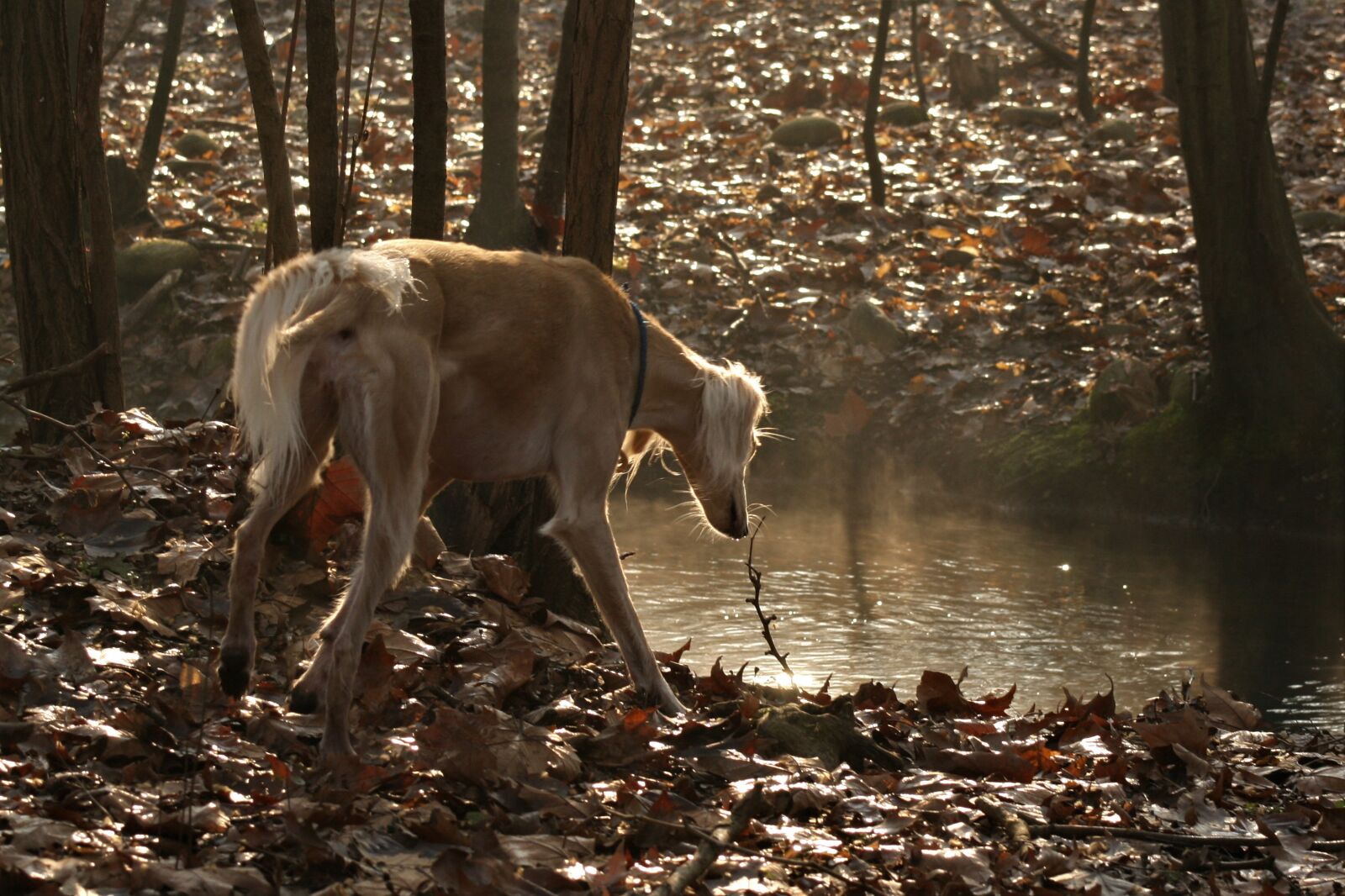 Canon EOS 400D (EOS Digital Rebel XTi / EOS Kiss Digital X) sample photo. Dog, saluki, magic photography