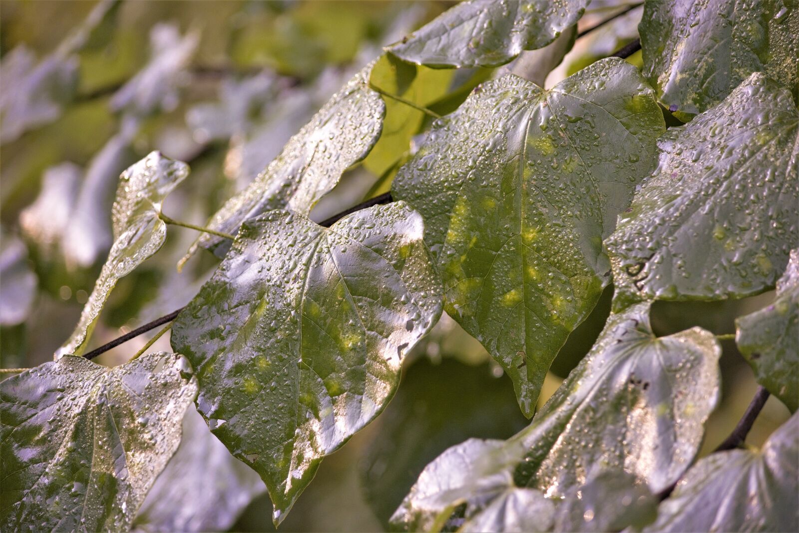 Nikon D7100 sample photo. Water drops, on leaves photography
