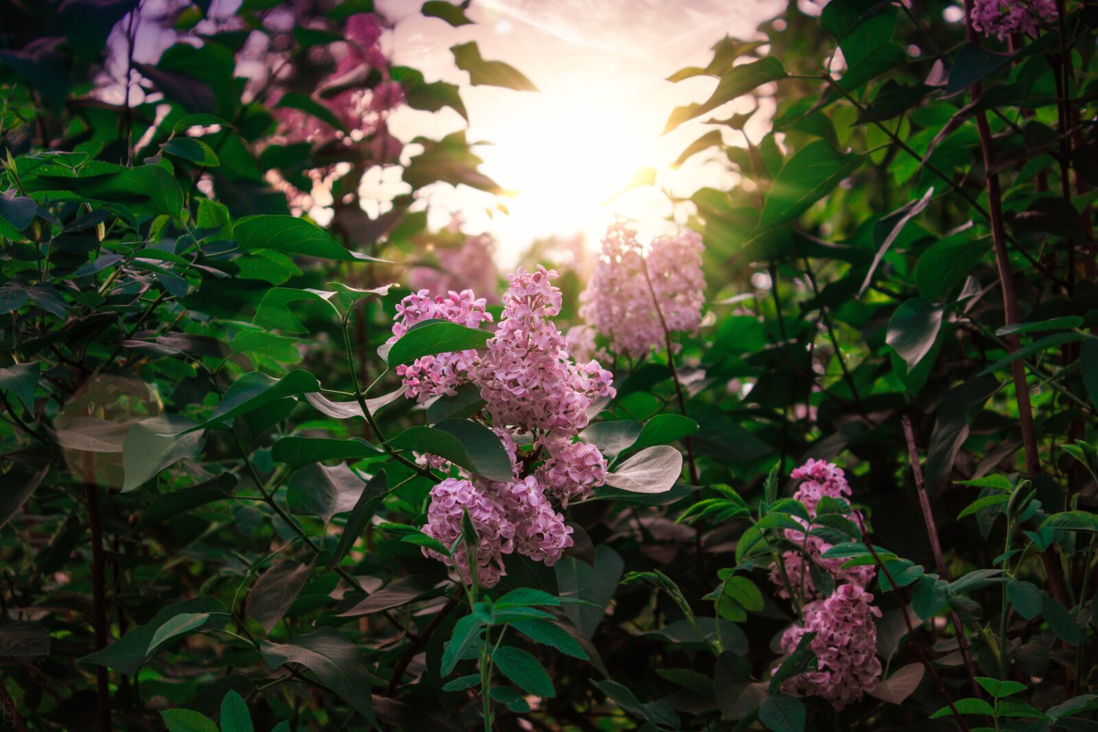 Canon EOS 1200D (EOS Rebel T5 / EOS Kiss X70 / EOS Hi) sample photo. Lilac, flowers, purple photography