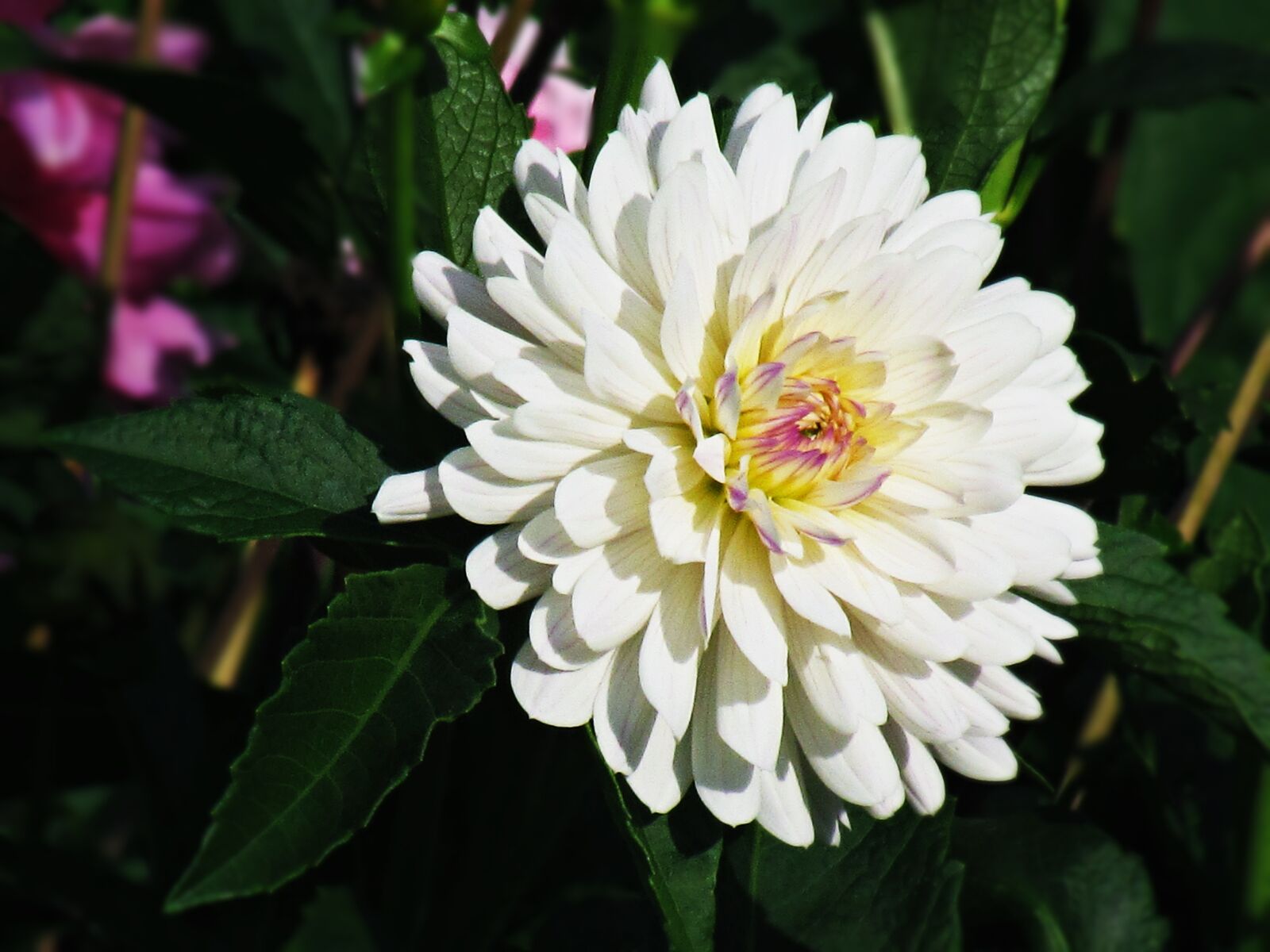 Canon PowerShot SX30 IS sample photo. Flower, plant, biel photography