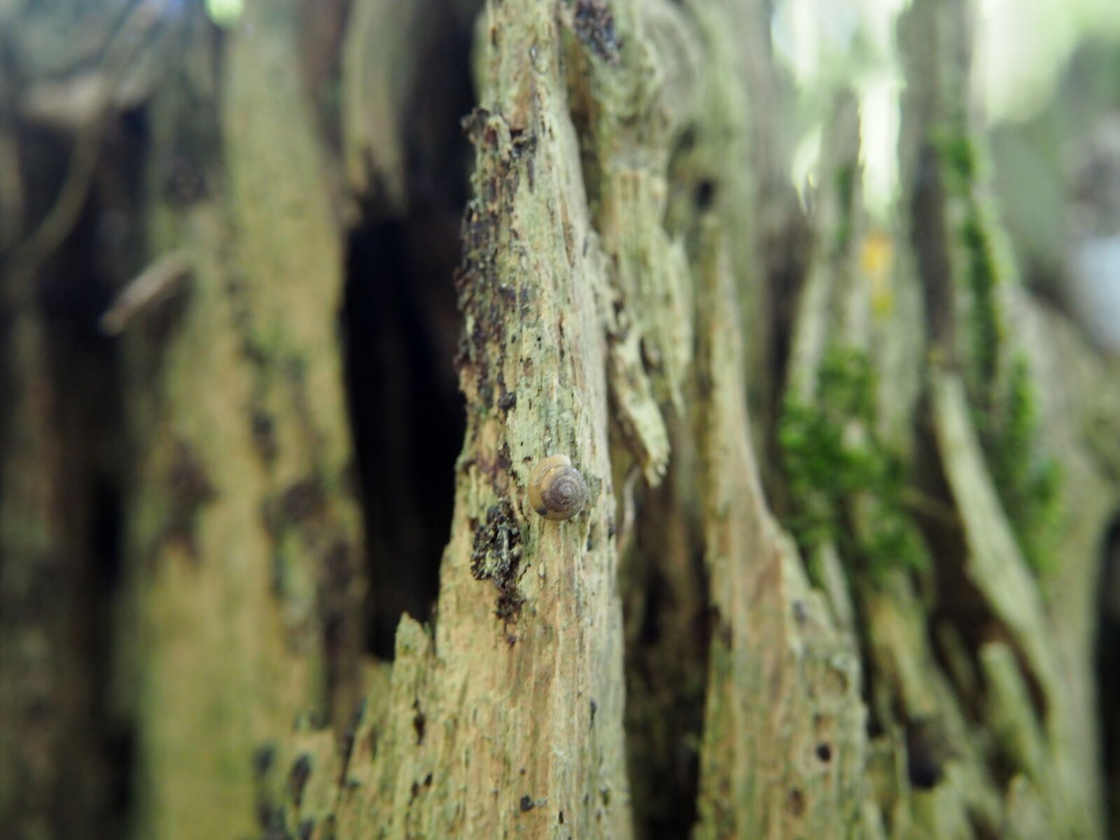 Olympus OM-D E-M10 sample photo. Wood, forest, log photography