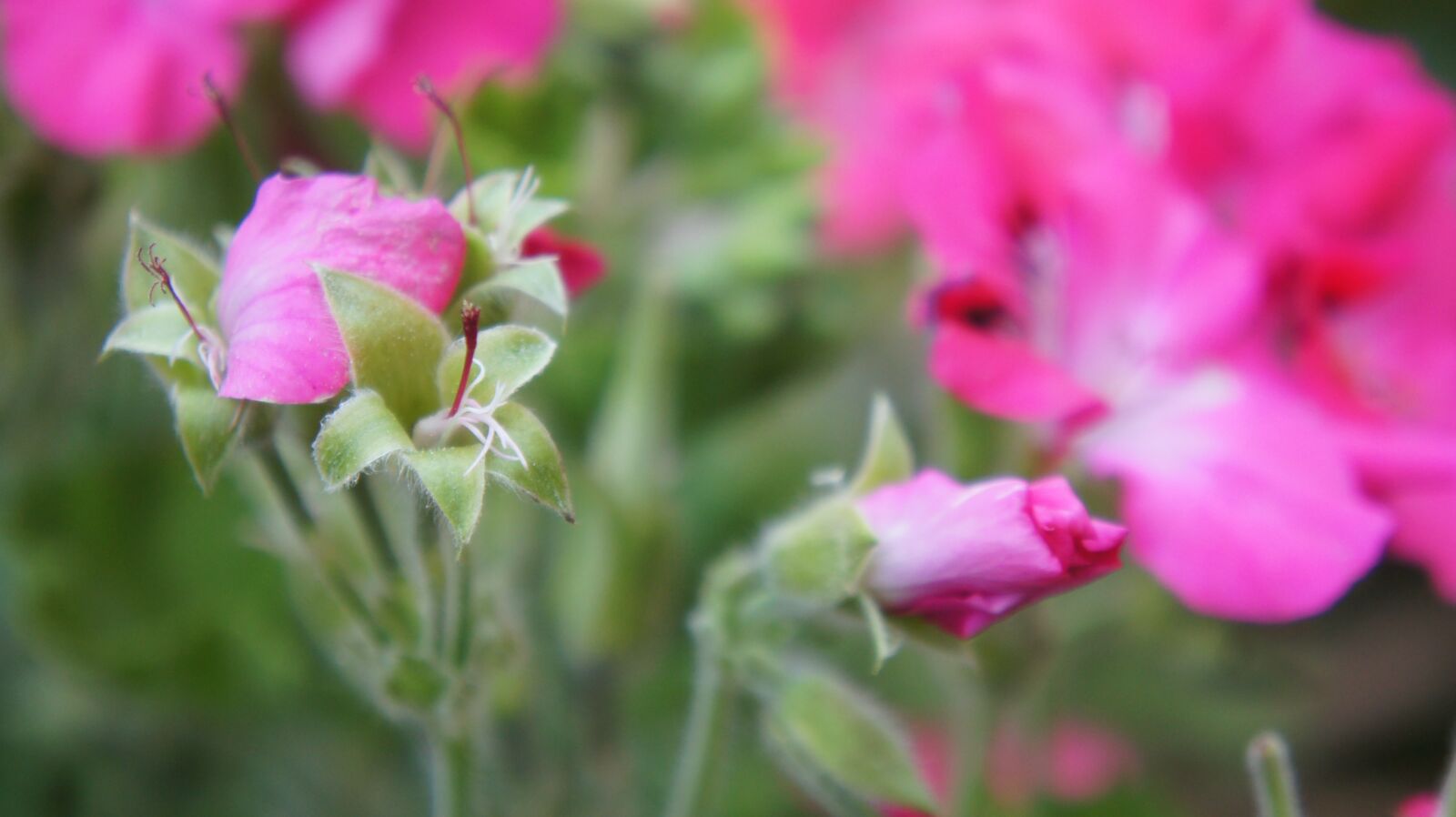 Sony Alpha NEX-5 sample photo. Flowers, spring, macro photography