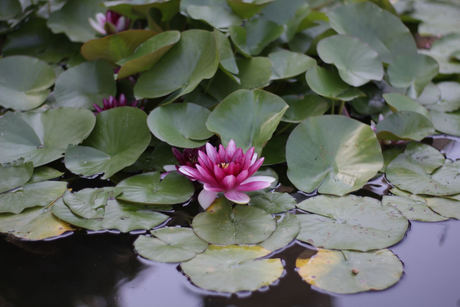 Canon EOS 60D sample photo. Water lily, fountain, nature photography
