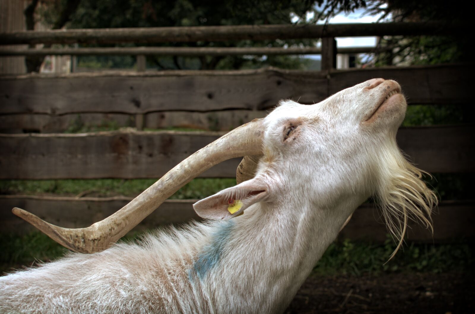 Nikon D7100 sample photo. Goat, goatee, billy goat photography