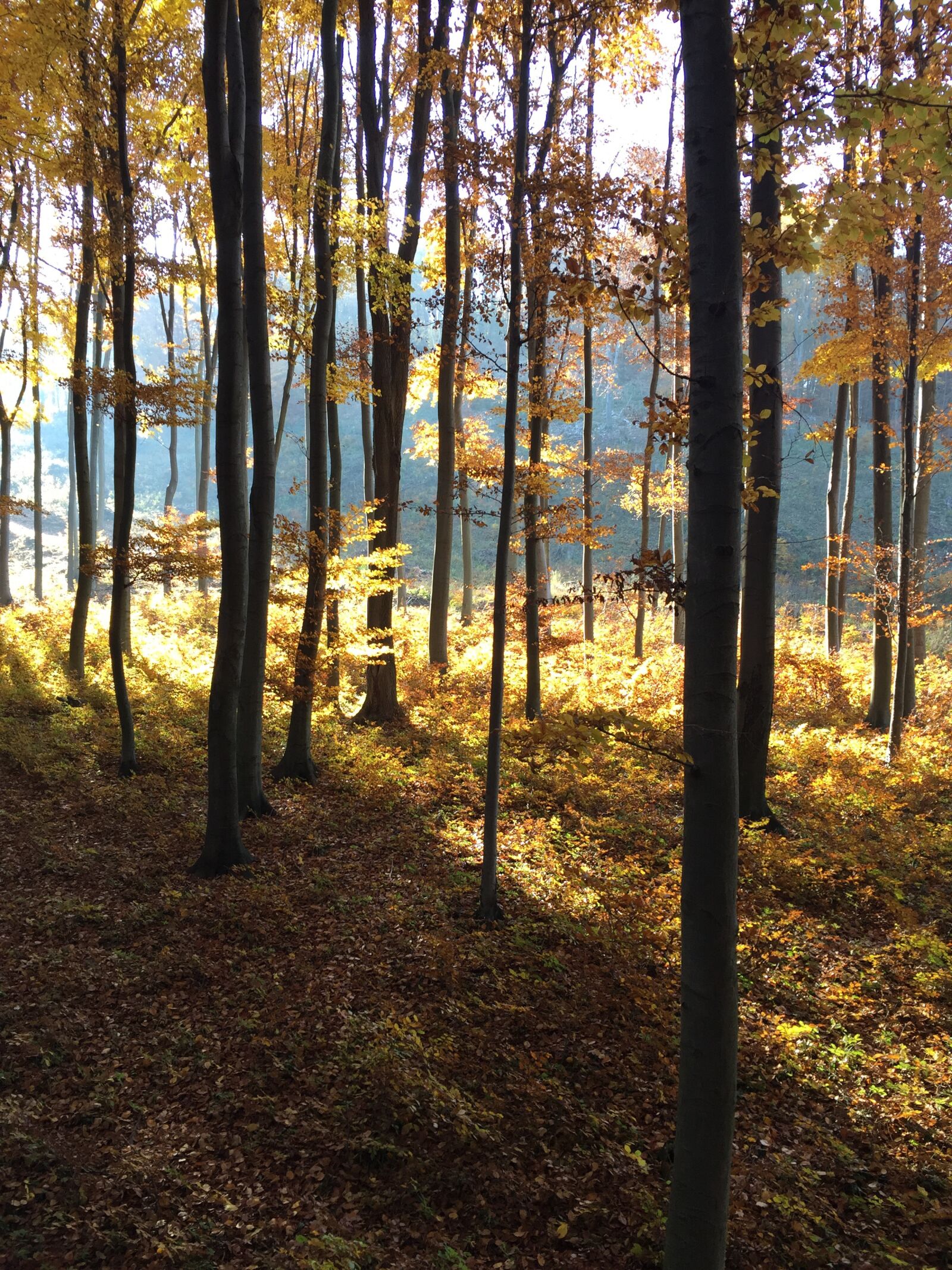 iPhone 6 back camera 4.15mm f/2.2 sample photo. Mountain, autumn, nature photography