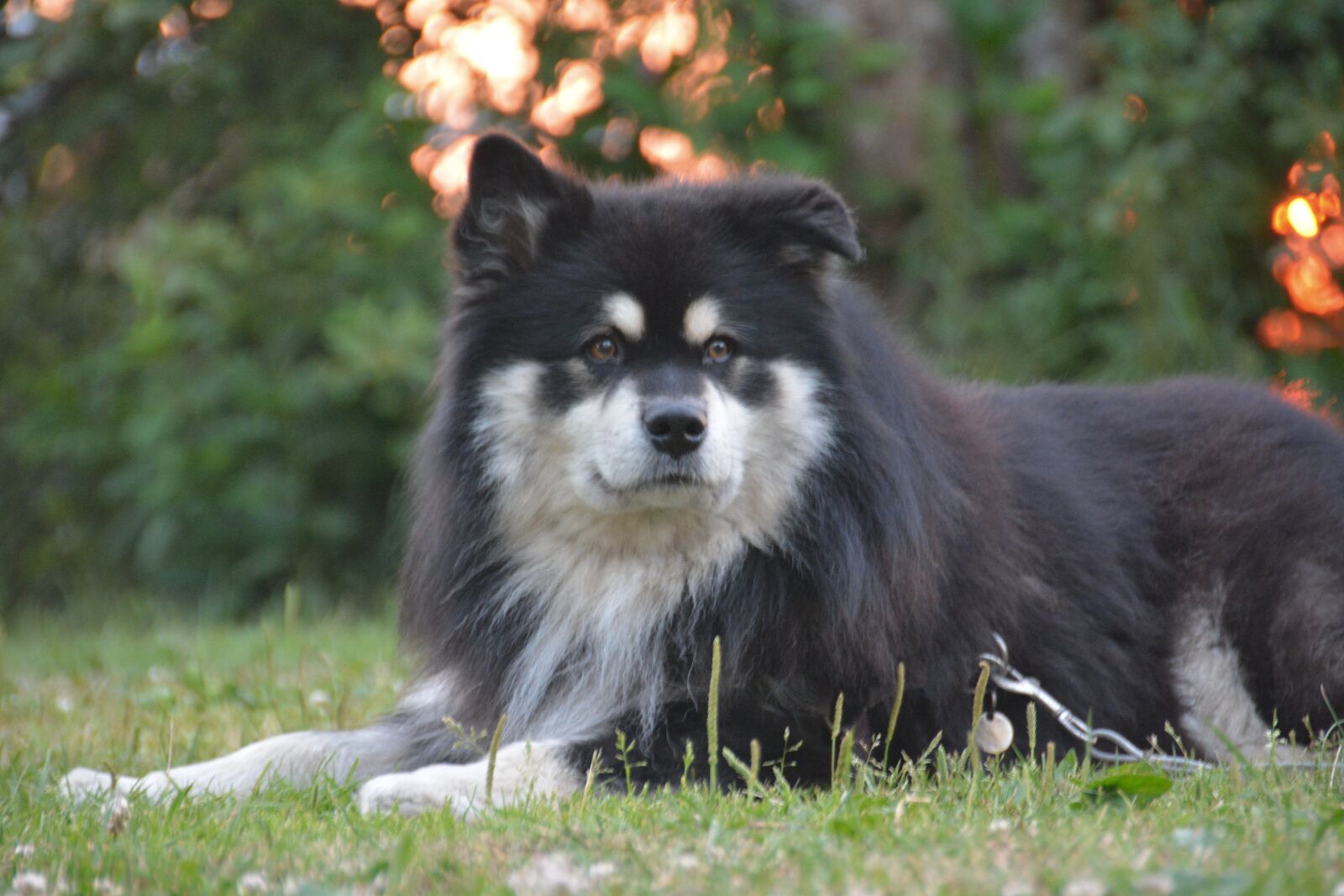 Nikon D7100 sample photo. Dog, summer, evening photography