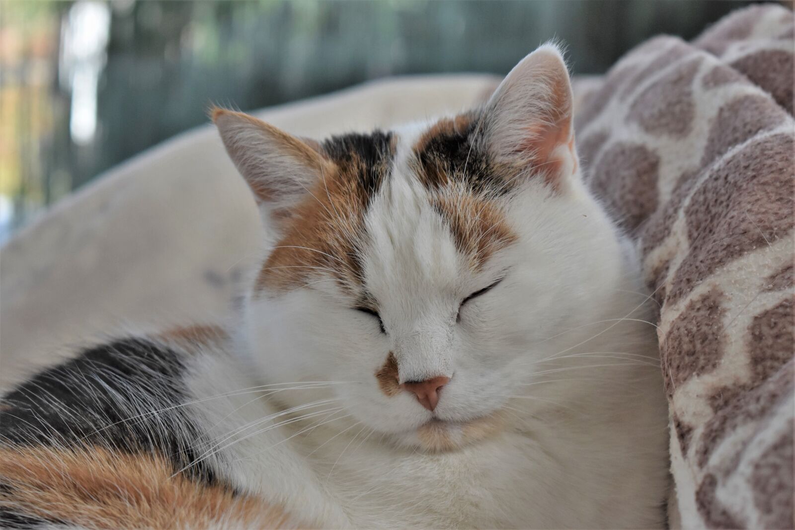 Nikon D5500 sample photo. Cat, pet, white photography