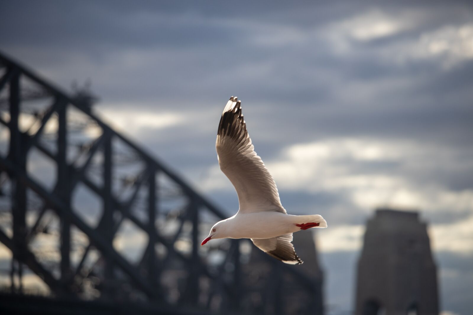 Canon EOS 200D (EOS Rebel SL2 / EOS Kiss X9) sample photo. Seagull, flight, bird photography