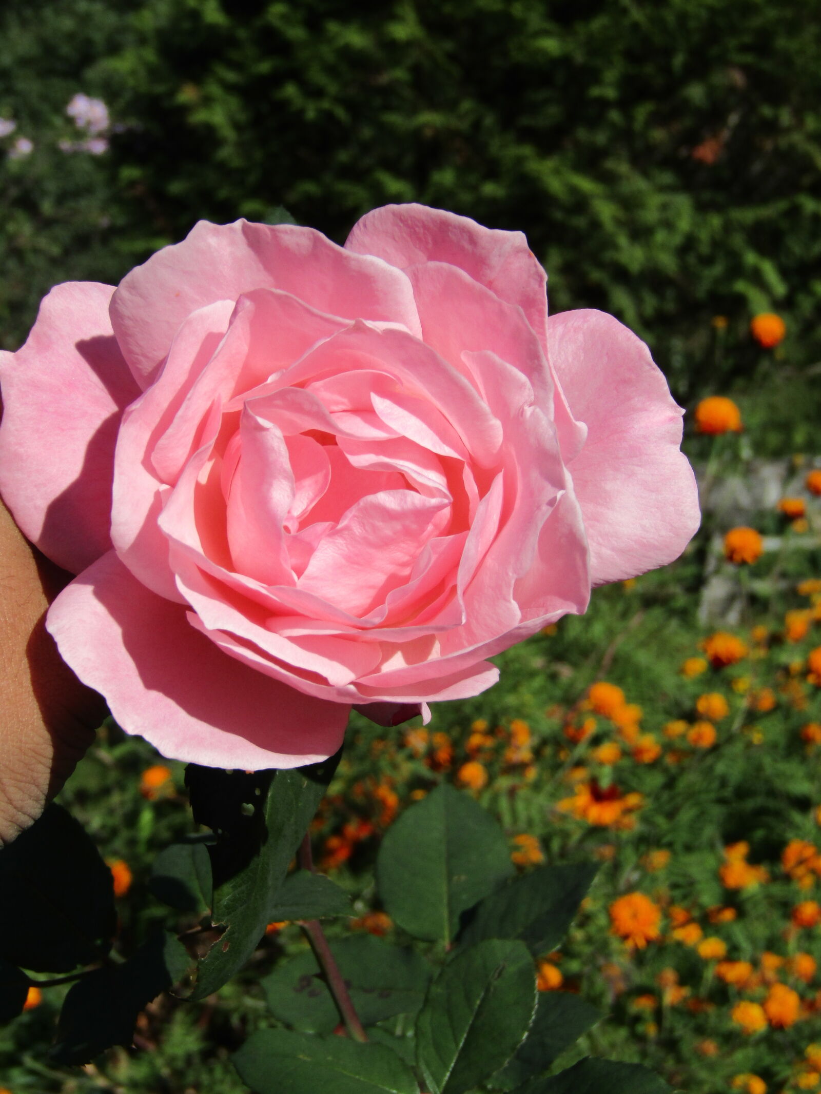 Canon PowerShot SX410 IS sample photo. Close, up, of, pink photography