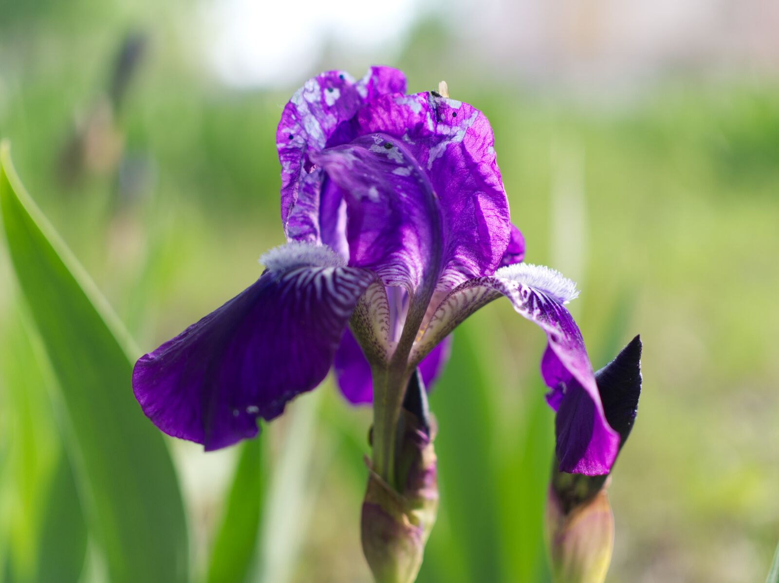 Olympus OM-D E-M10 III sample photo. Flower, iris, wild photography