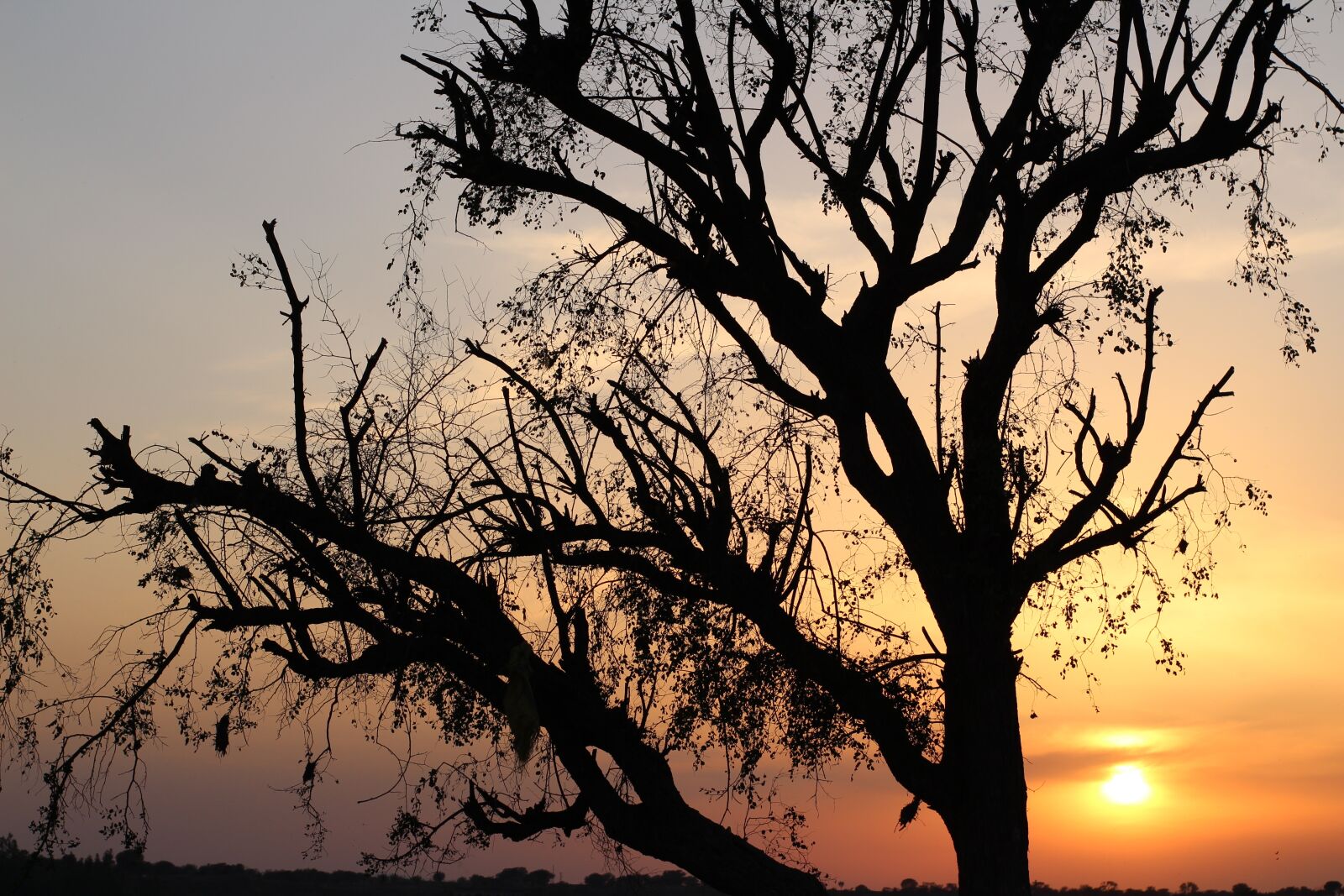 Canon EOS 700D (EOS Rebel T5i / EOS Kiss X7i) sample photo. Sunset, golden hour, silhouette photography